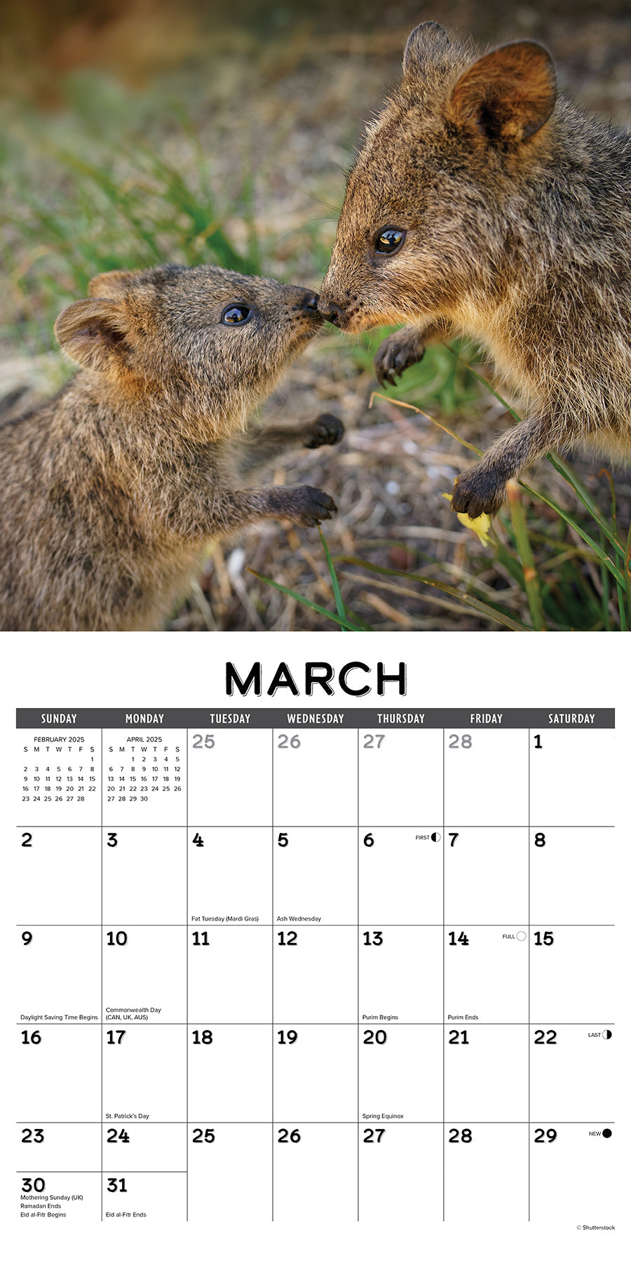 2025 Quokkas - Square Wall Calendar (US Only)