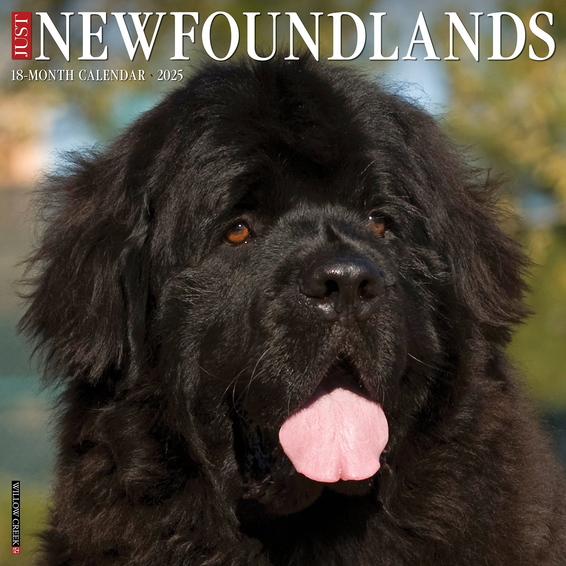 2025 Newfoundlands - Square Wall Calendar (US Only)