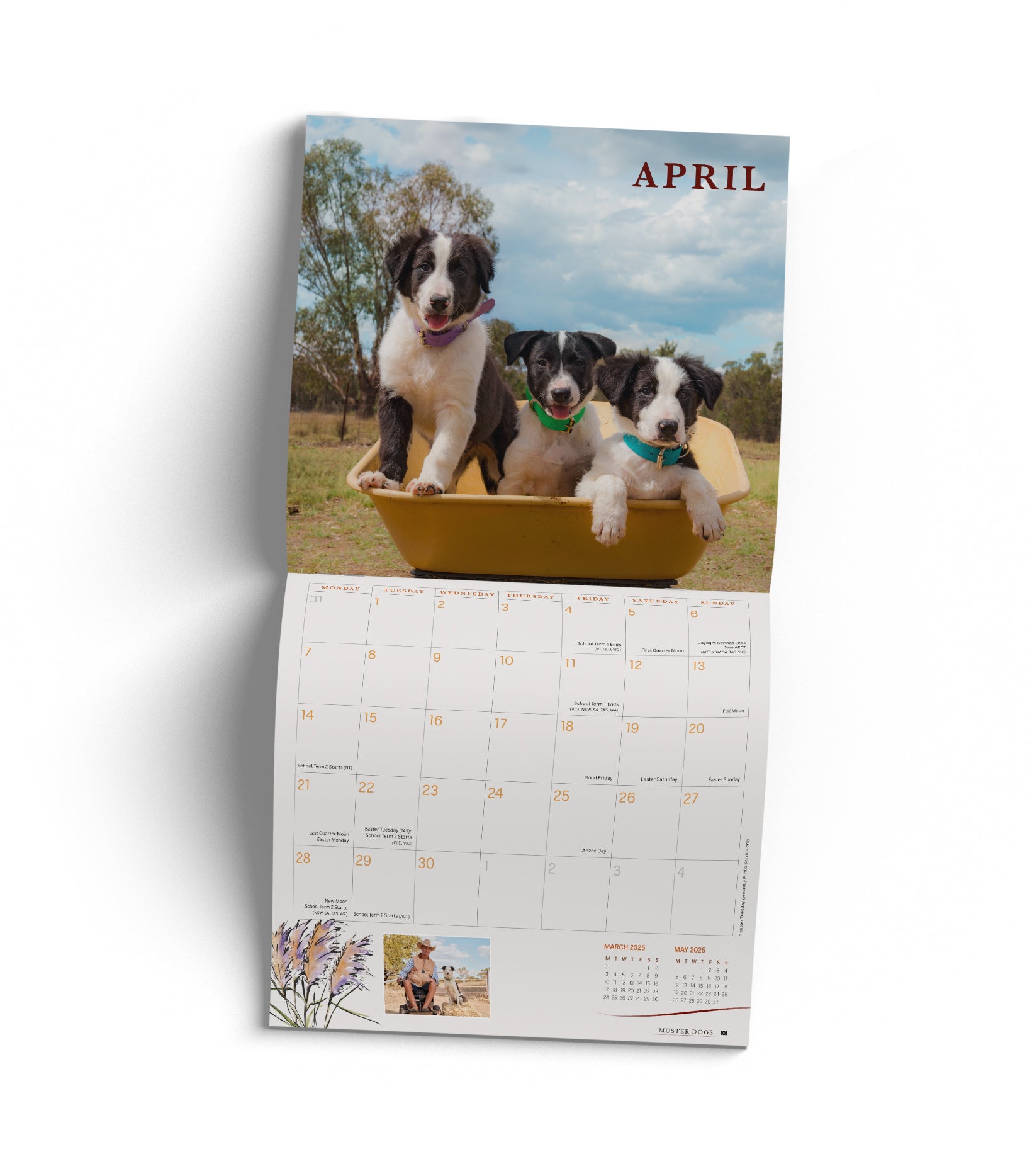 2025 Muster Dogs - Square Wall Calendar