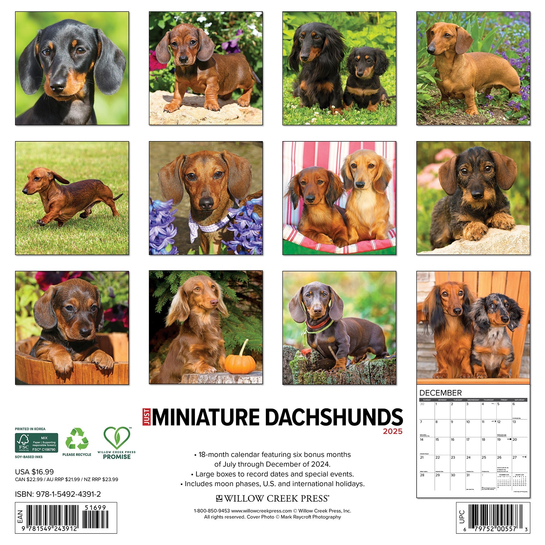 2025 Miniature Dachshunds - Square Wall Calendar (US Only)