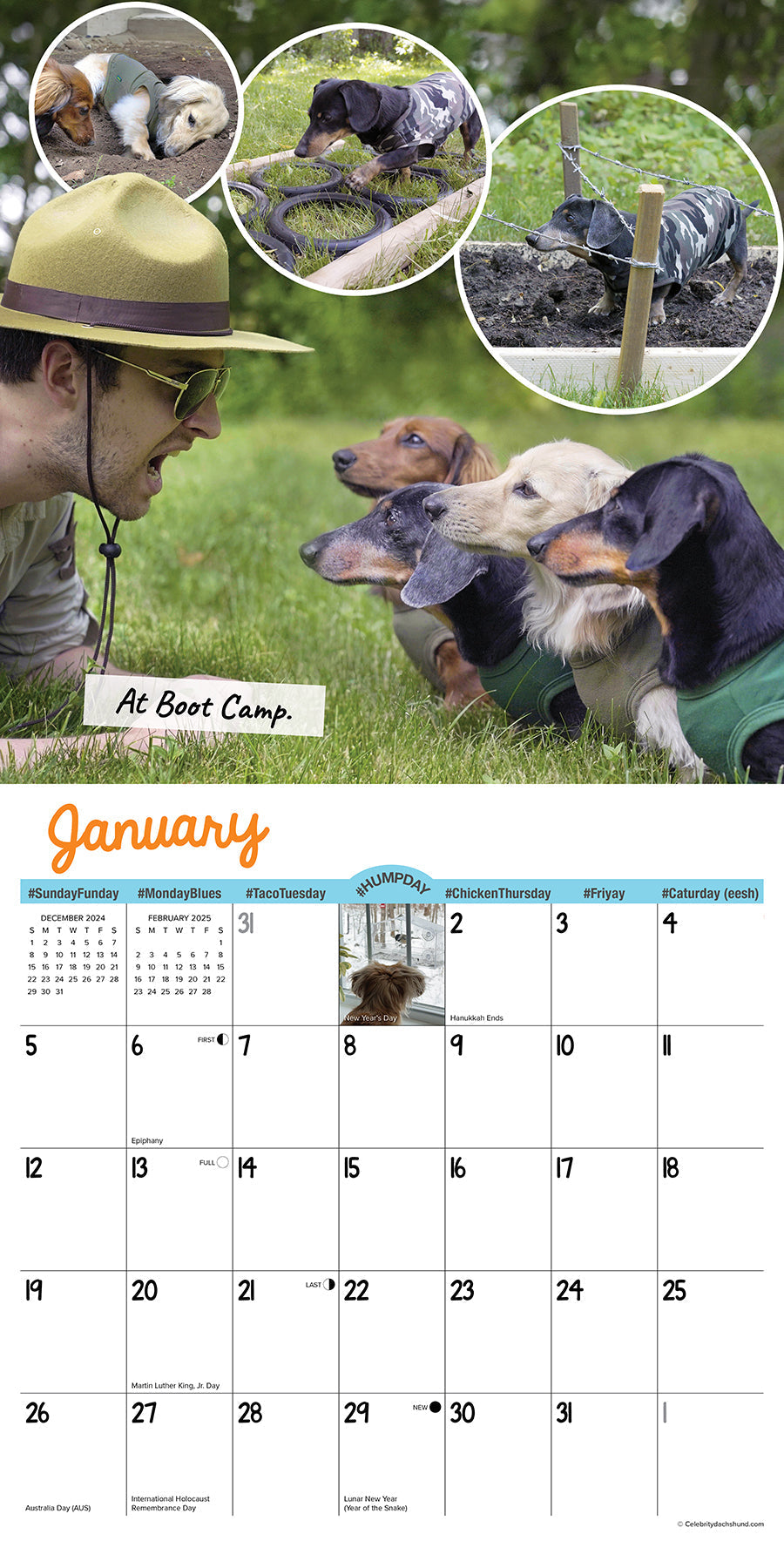 2025 Crusoe the Celebrity Dachshund - Square Wall Calendar (US Only)