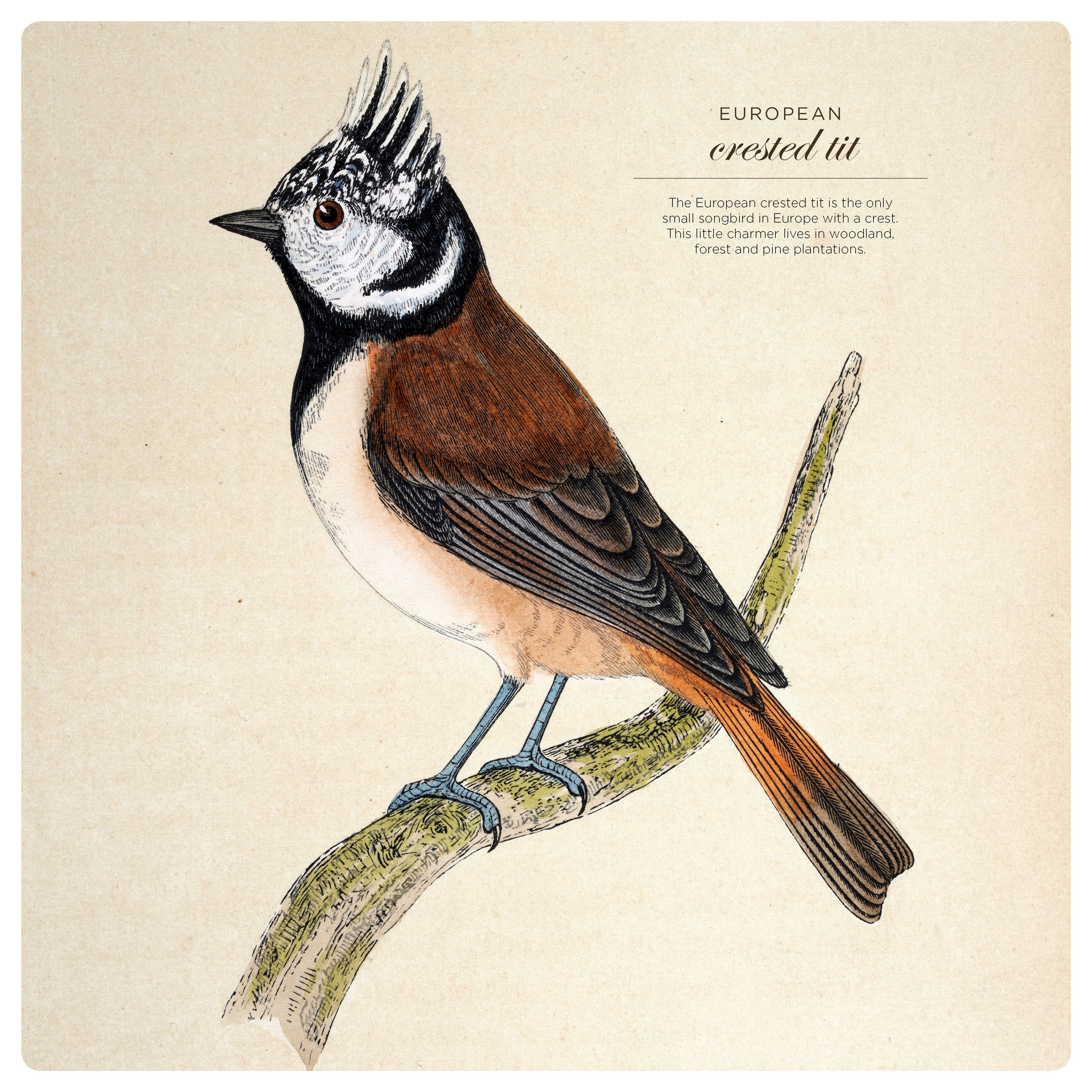 2025 Illustrated Birds - Square Wall Calendar