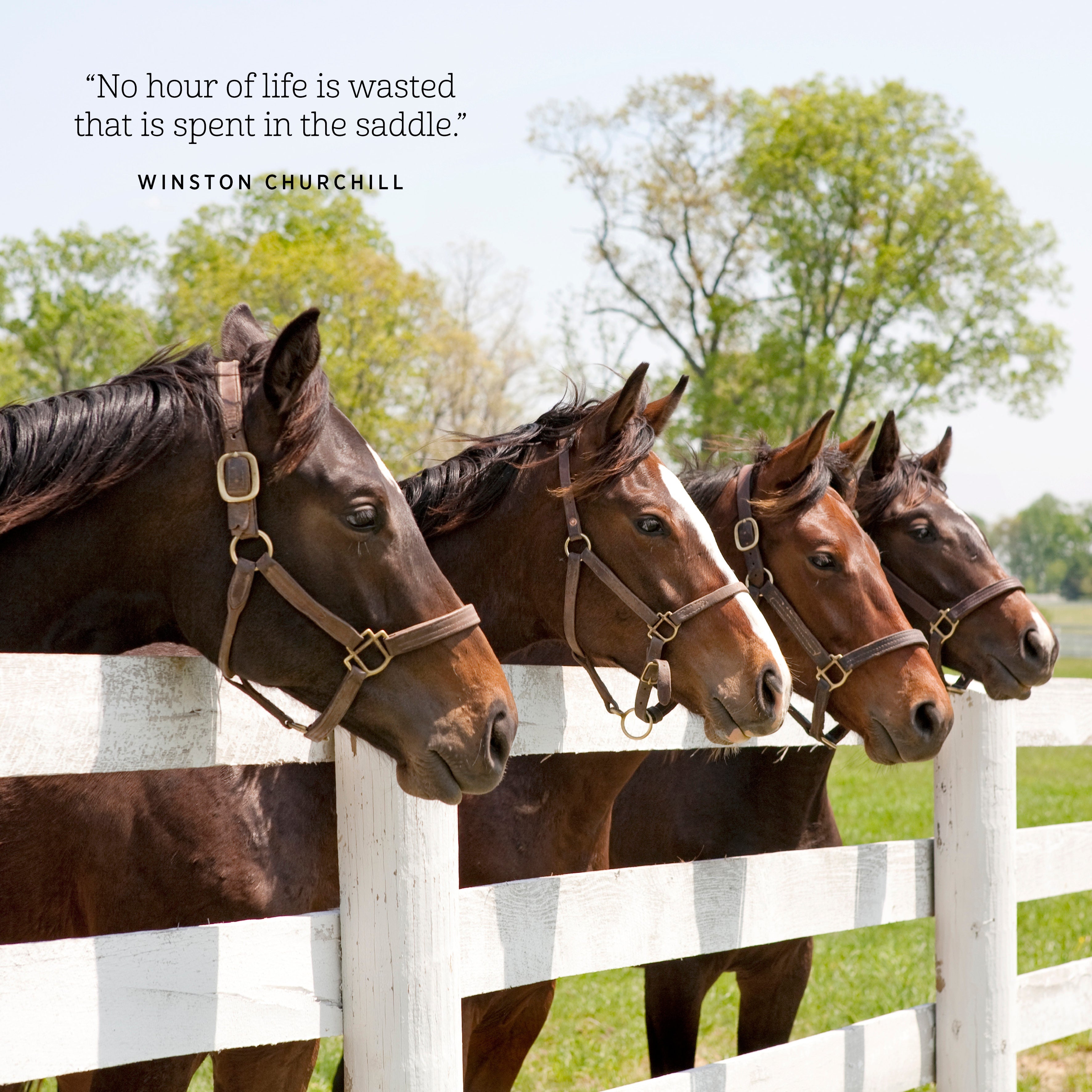 2025 Our Australia Horses at Home - Square Wall Calendar