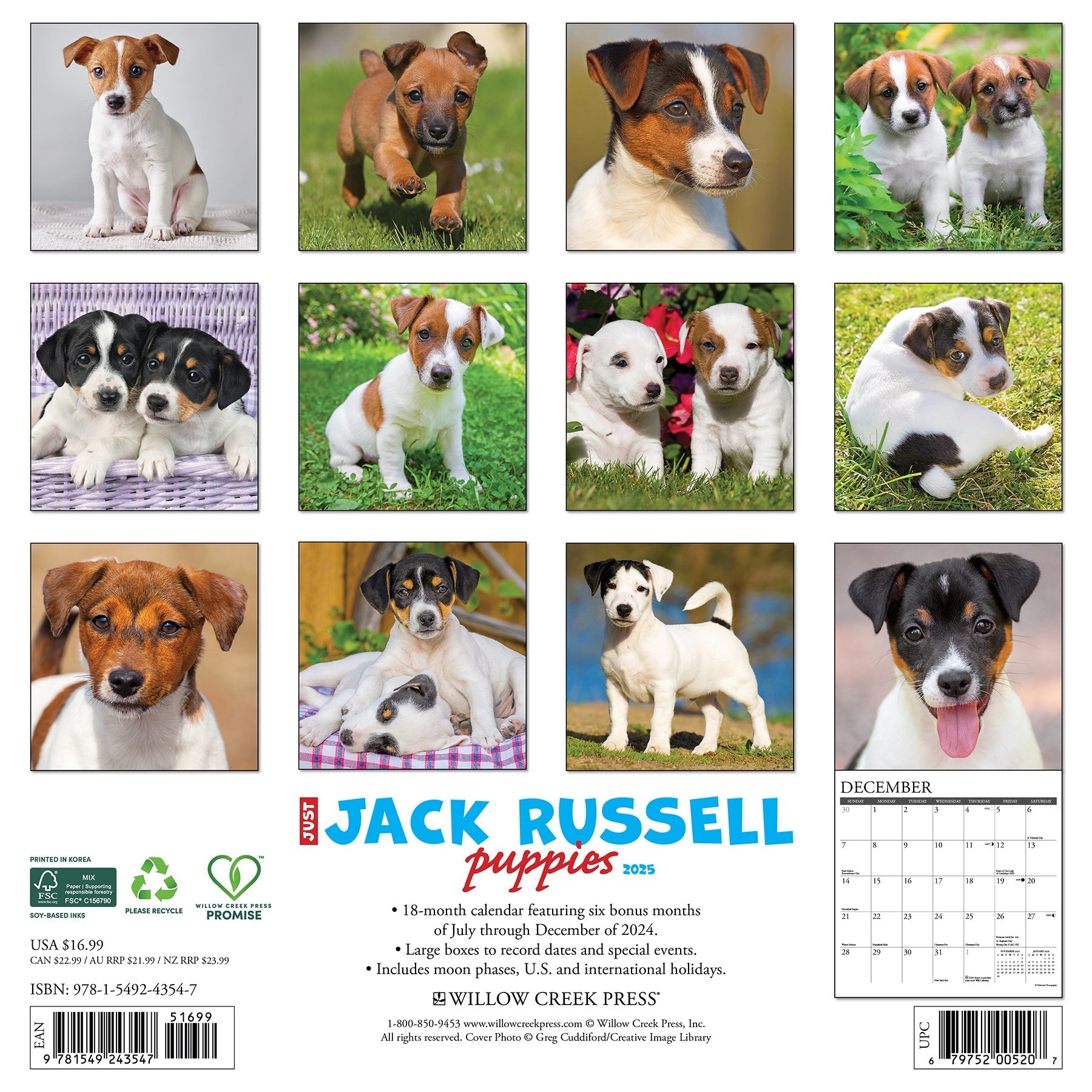 2025 Jack Russell Puppies - Square Wall Calendar (US Only)