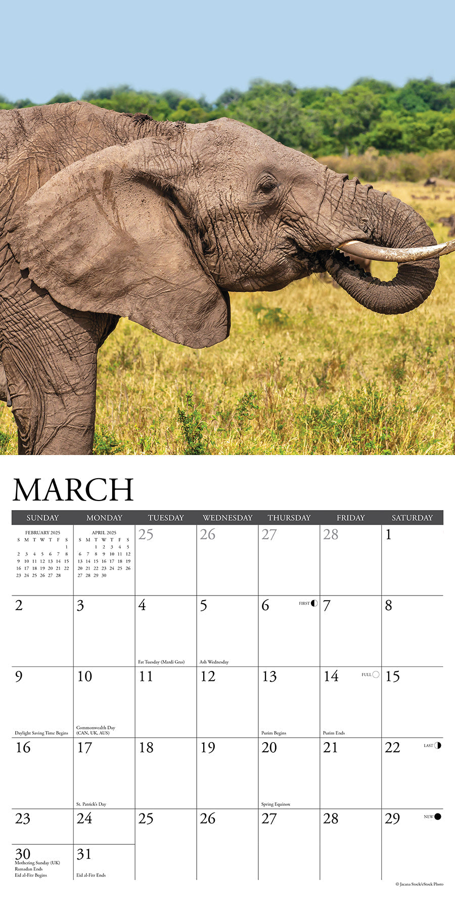 2025 Elephants - Square Wall Calendar (US Only)