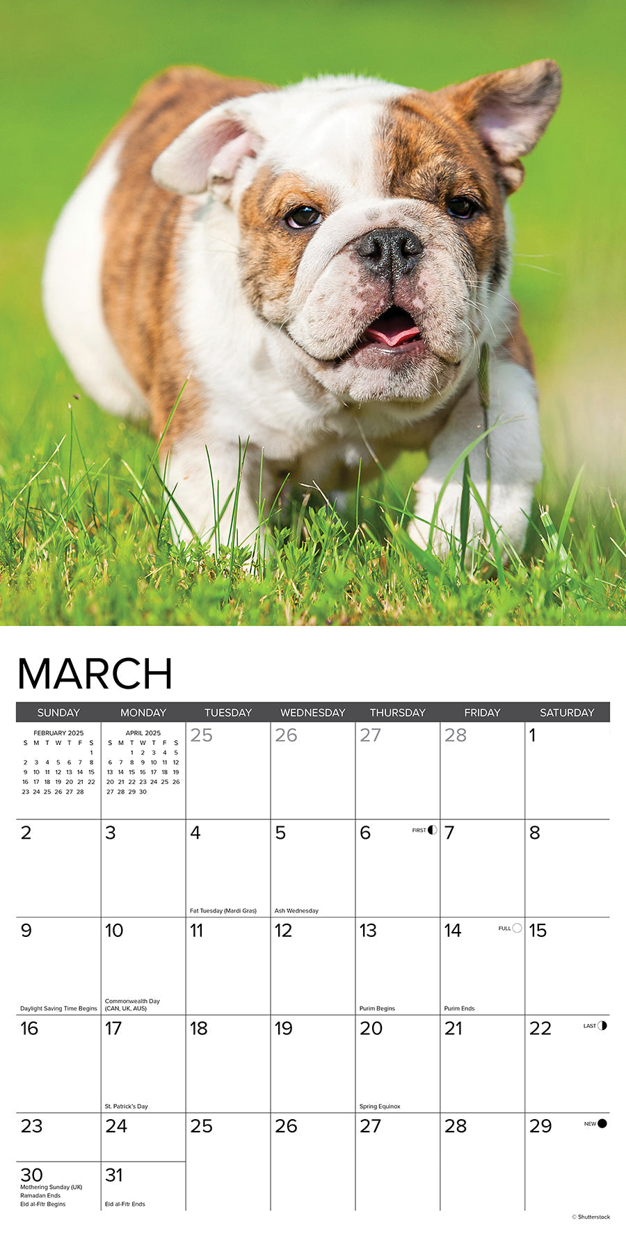 2025 Bulldog Puppies - Square Wall Calendar (US Only)