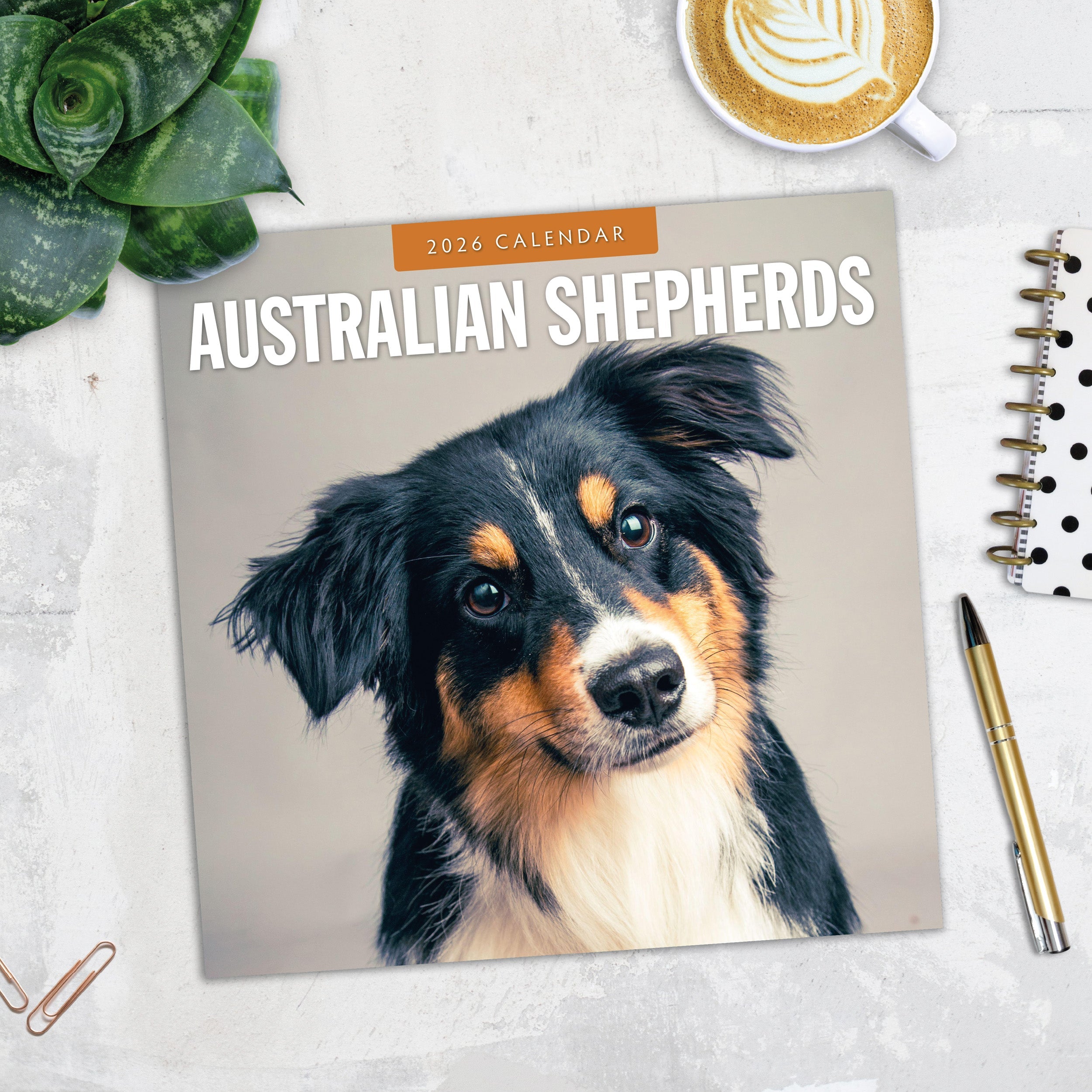 2026 Australian Shepherds - Square Wall Calendar