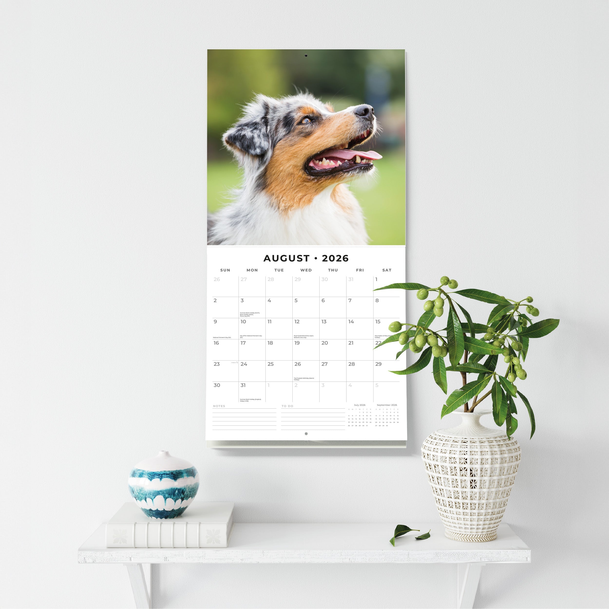 2026 Australian Shepherds - Square Wall Calendar