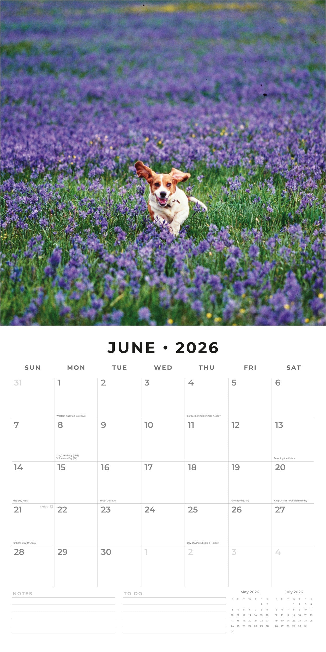 2026 Basset Hounds - Square Wall Calendar