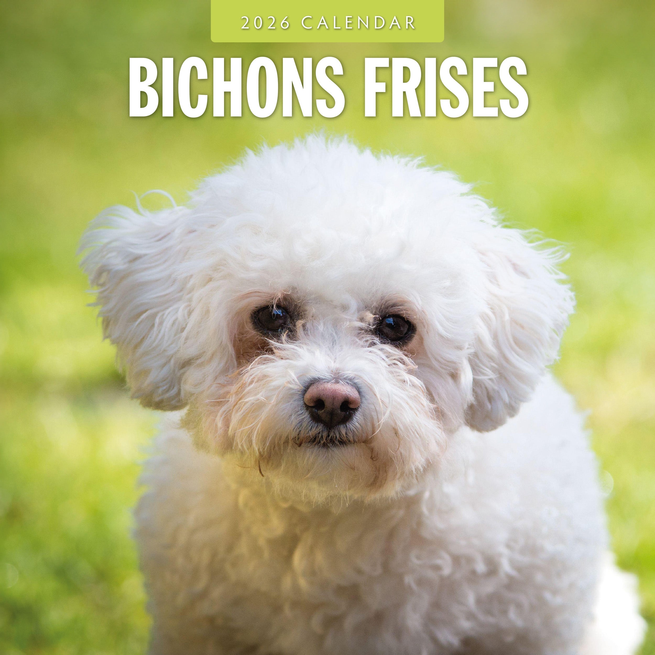 2026 Bichons Frises - Square Wall Calendar