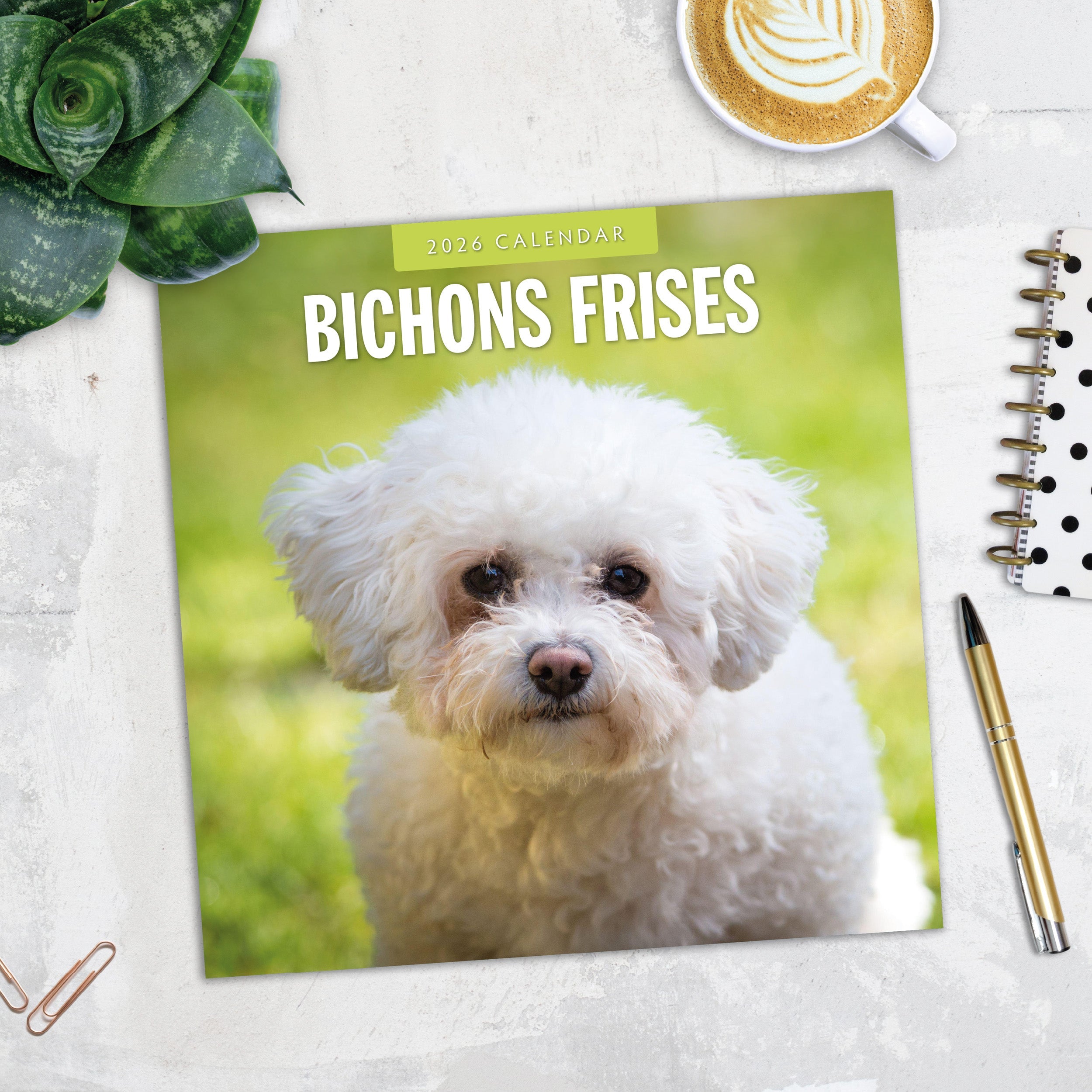 2026 Bichons Frises - Square Wall Calendar