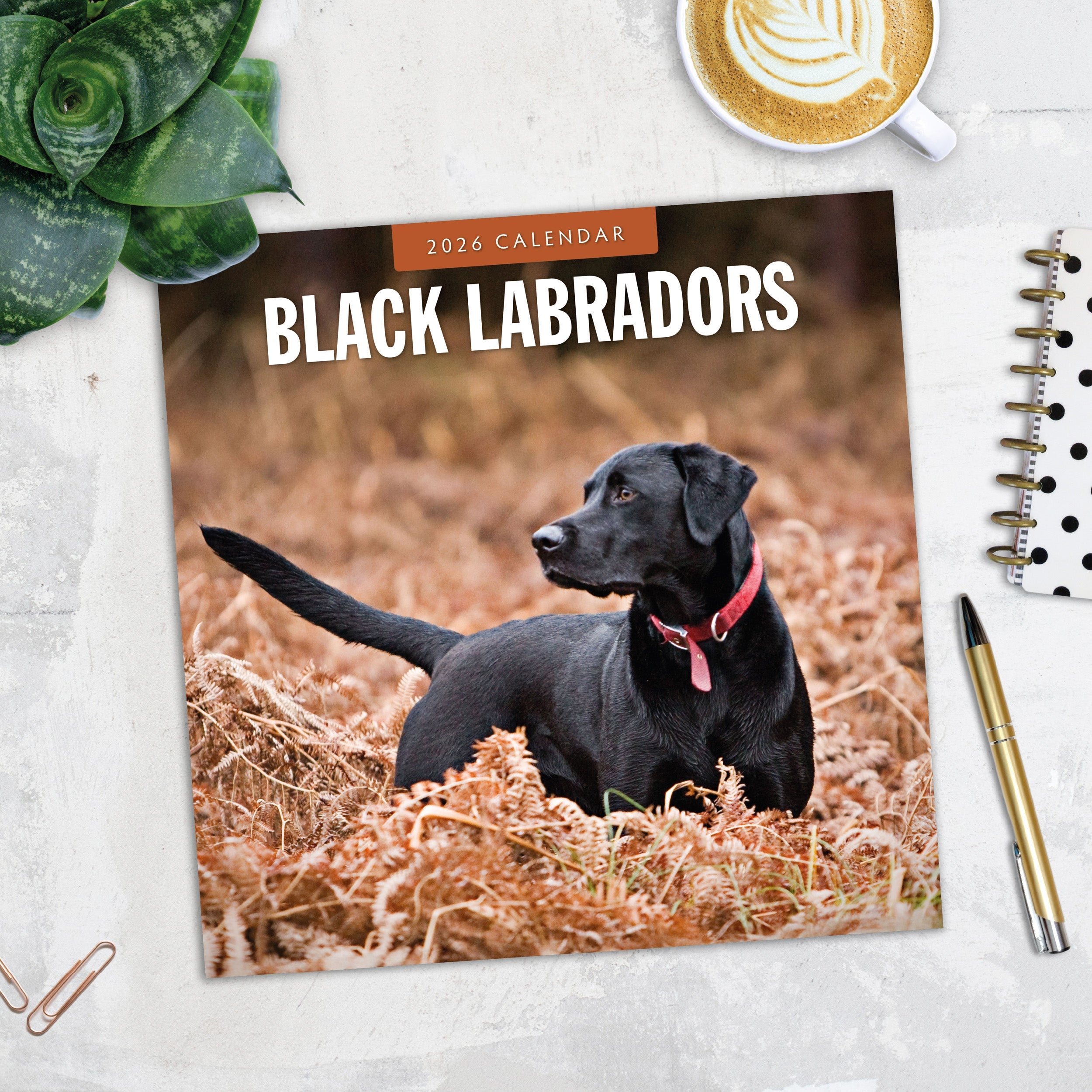 2026 Black Labradors - Square Wall Calendar