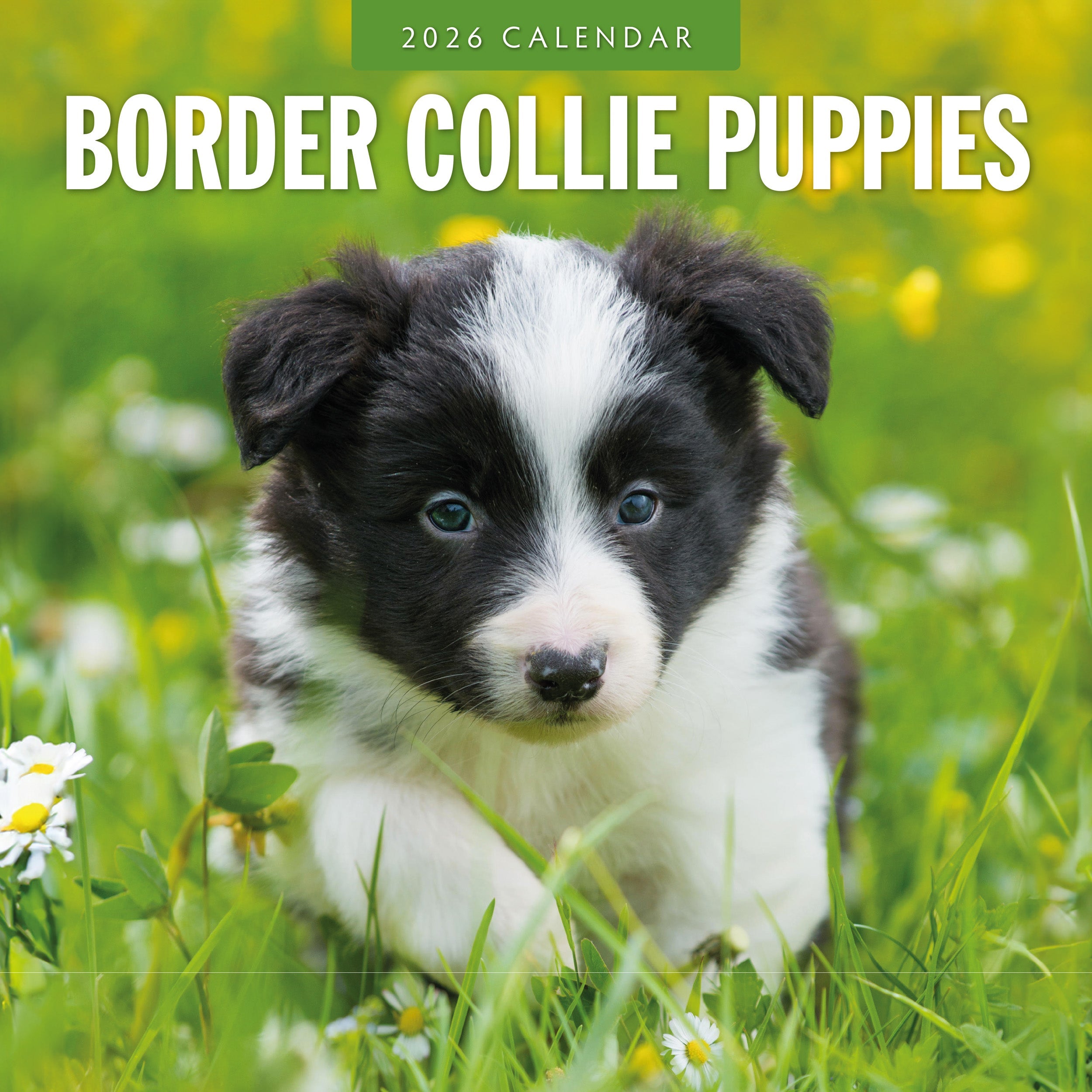 2026 Border Collie Puppies - Square Wall Calendar