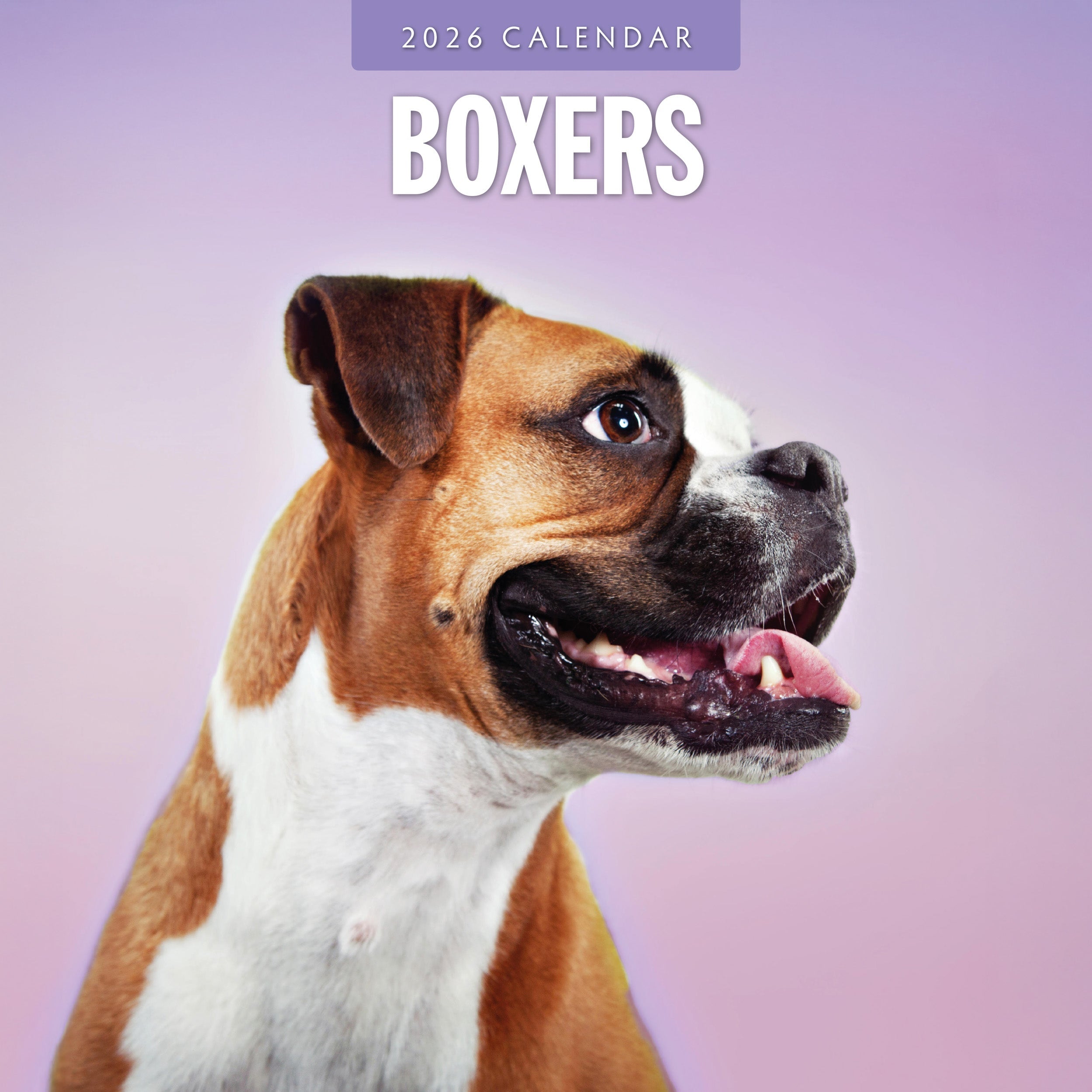 2026 Boxers - Square Wall Calendar