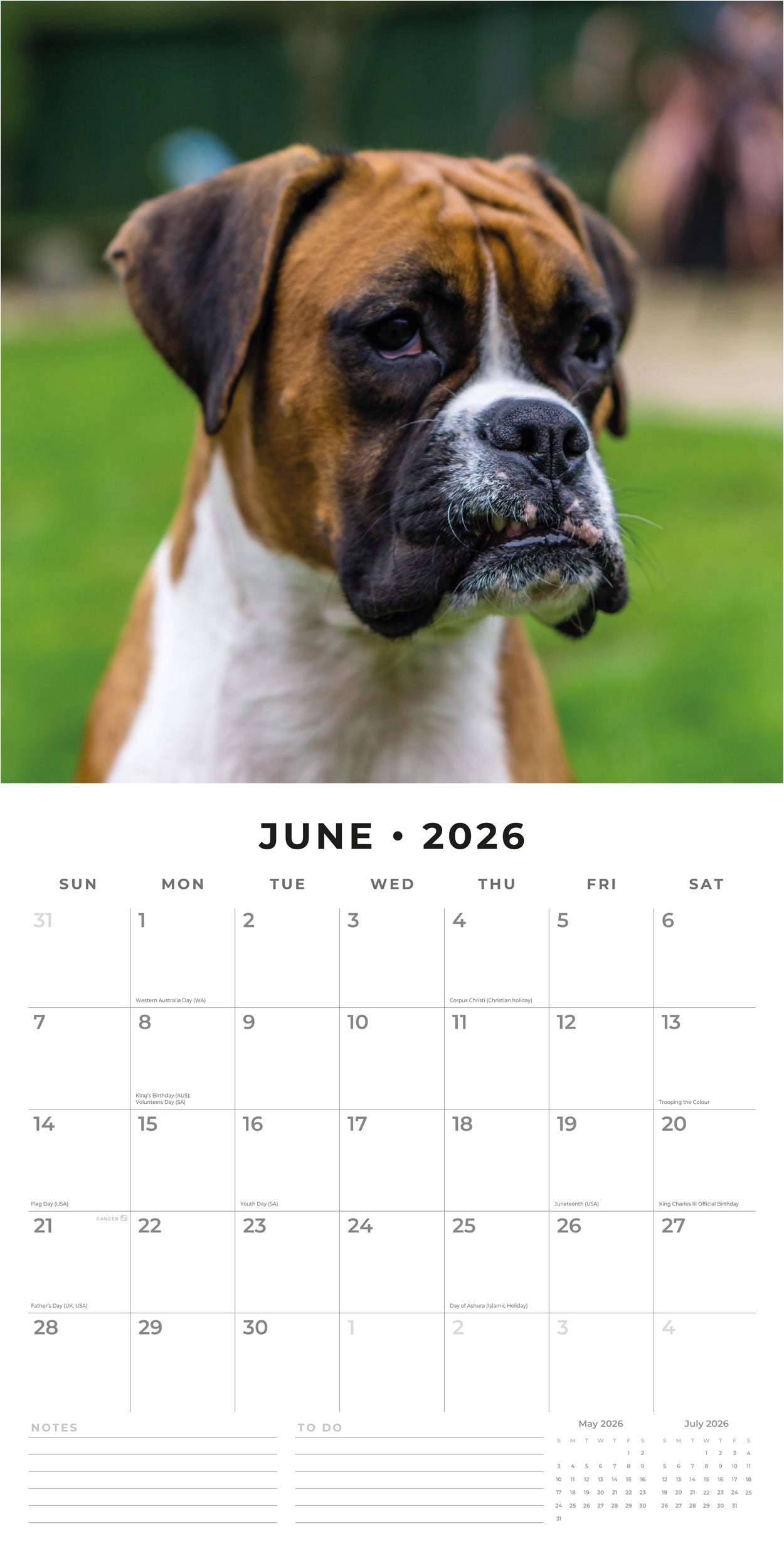 2026 Boxers - Square Wall Calendar