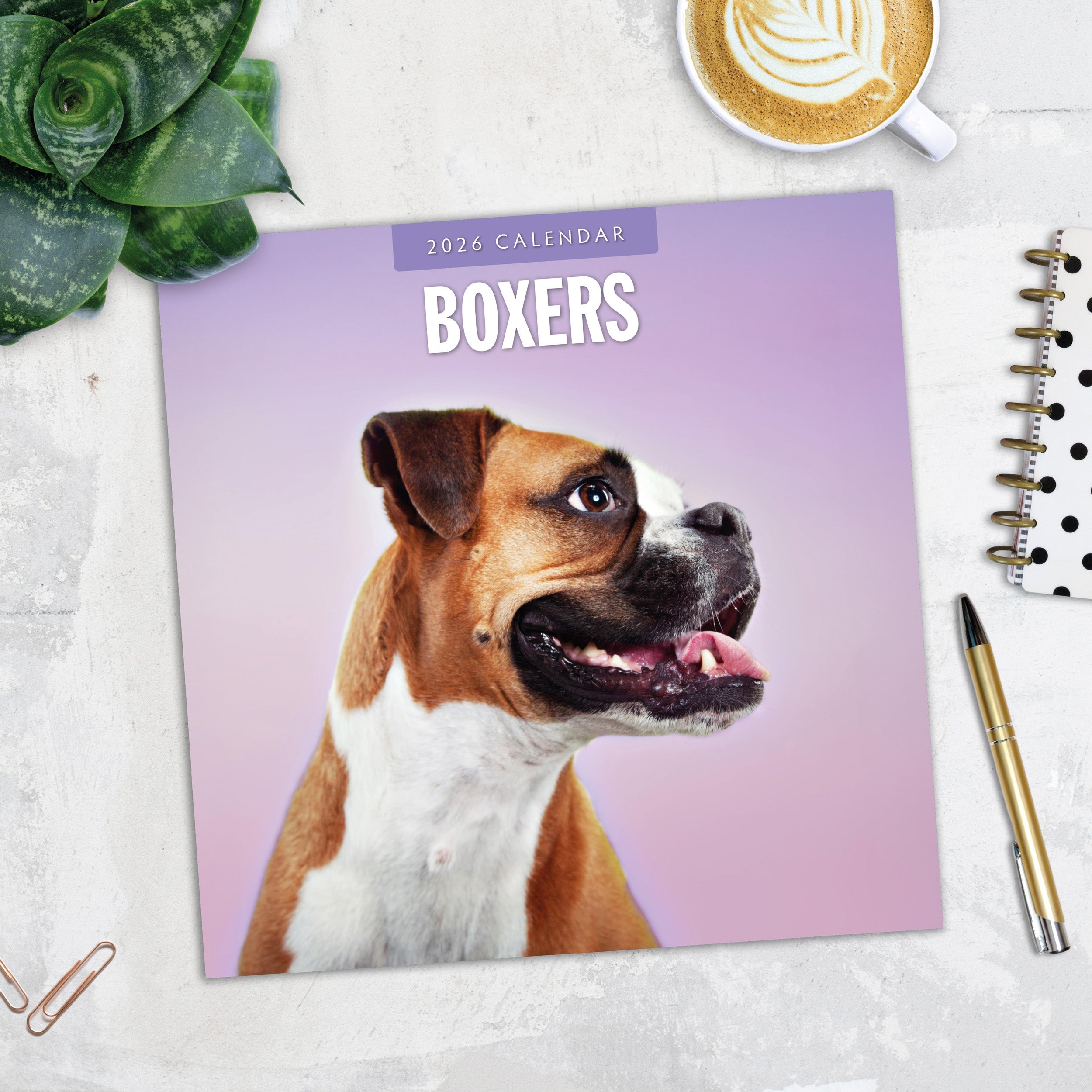 2026 Boxers - Square Wall Calendar