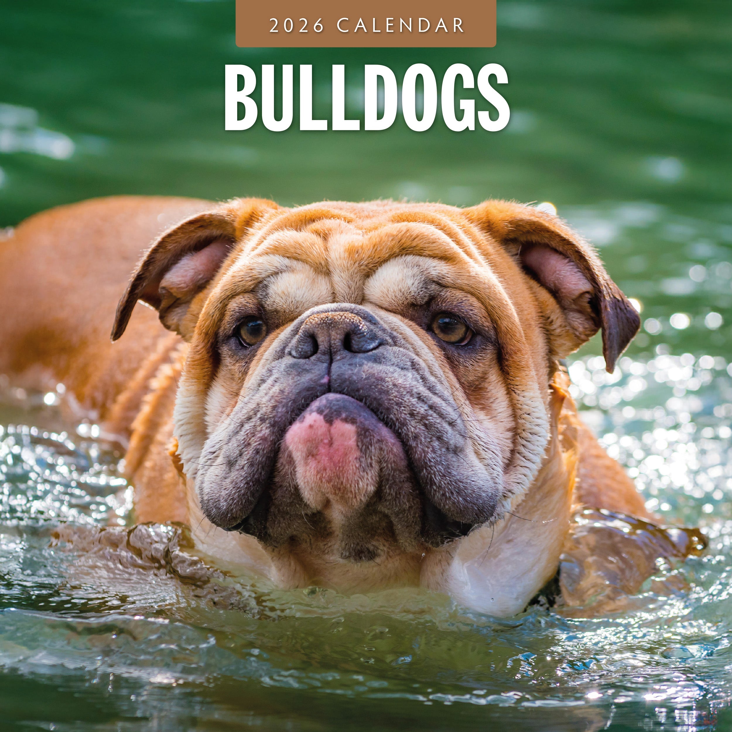 2026 Bulldogs - Square Wall Calendar