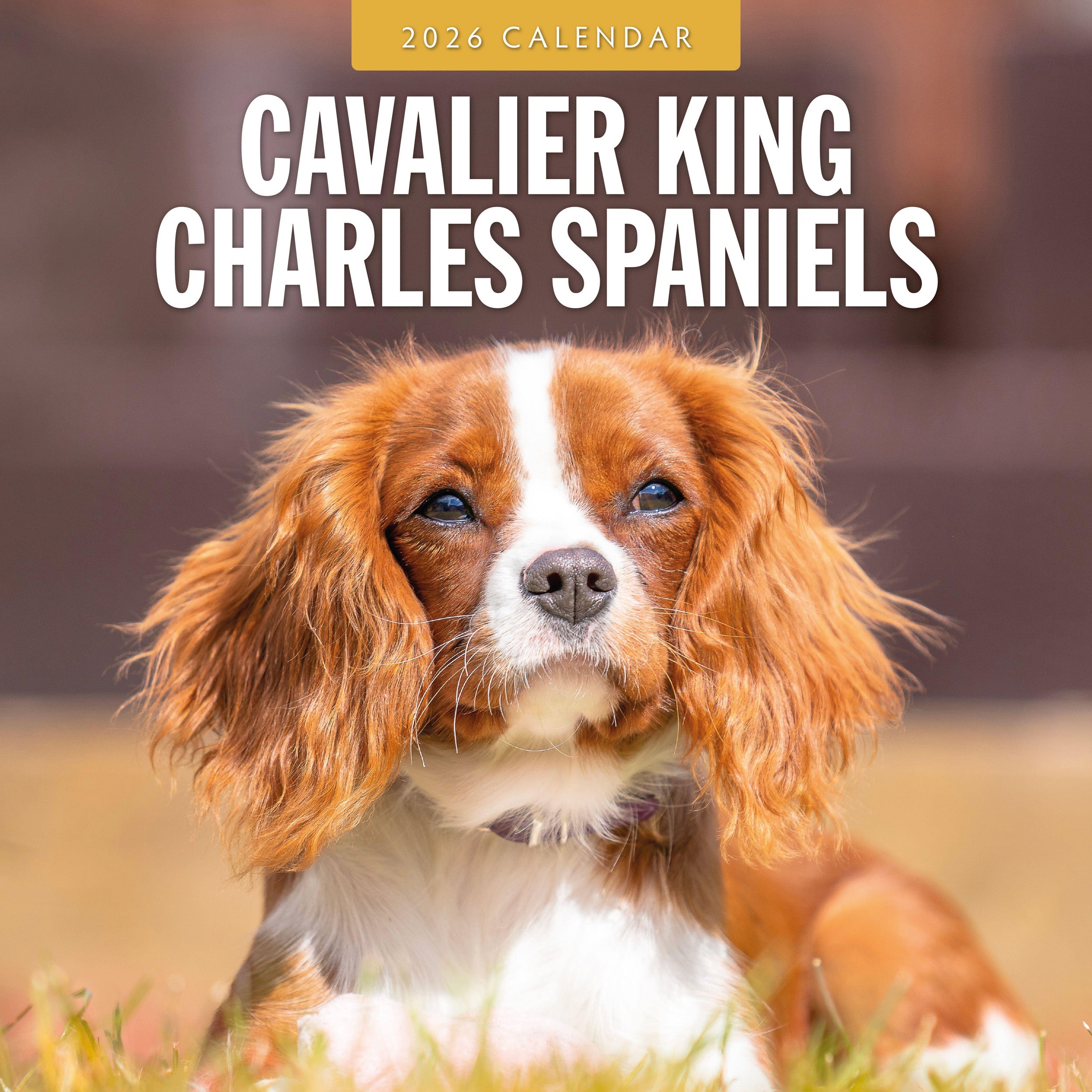2026 Cavalier King Charles Spaniels - Square Wall Calendar