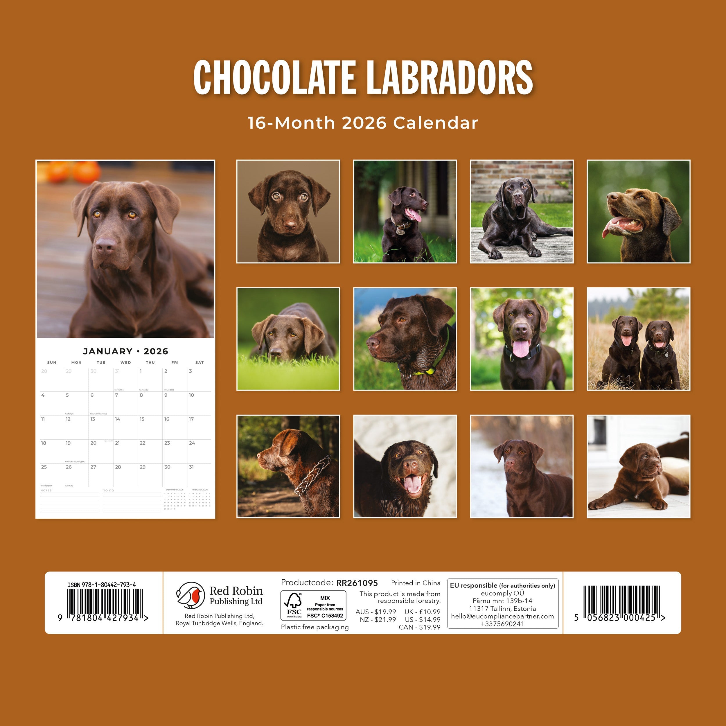 2026 Chocolate Labradors - Square Wall Calendar