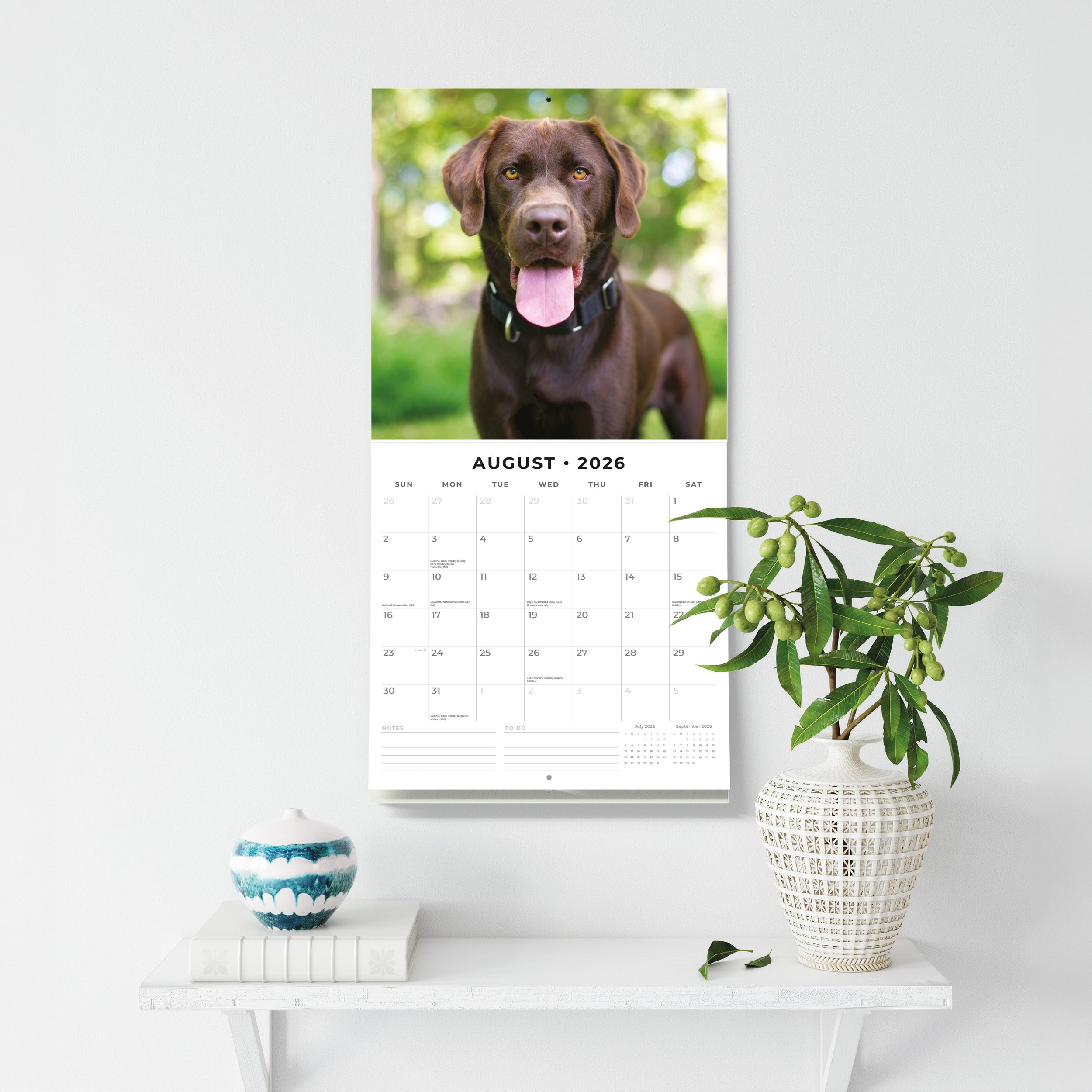 2026 Chocolate Labradors - Square Wall Calendar