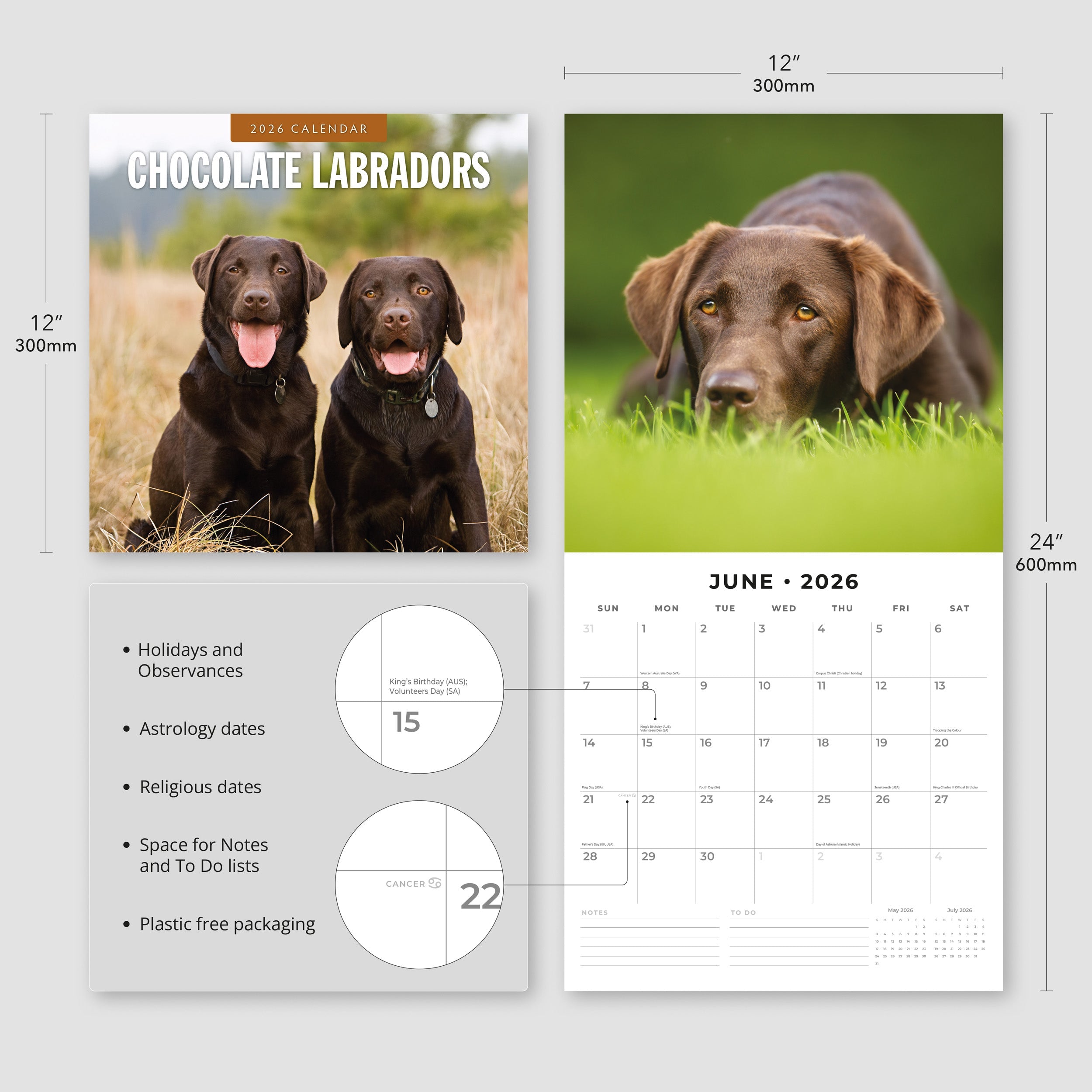 2026 Chocolate Labradors - Square Wall Calendar