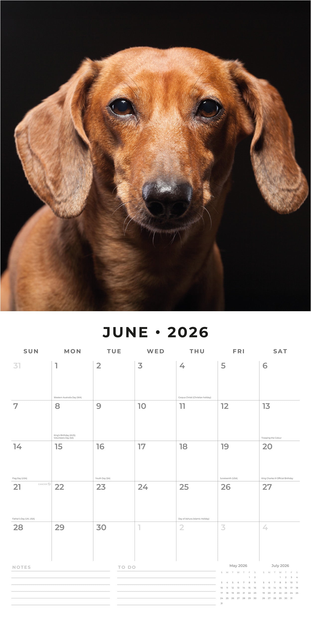 2026 Dachshunds - Square Wall Calendar