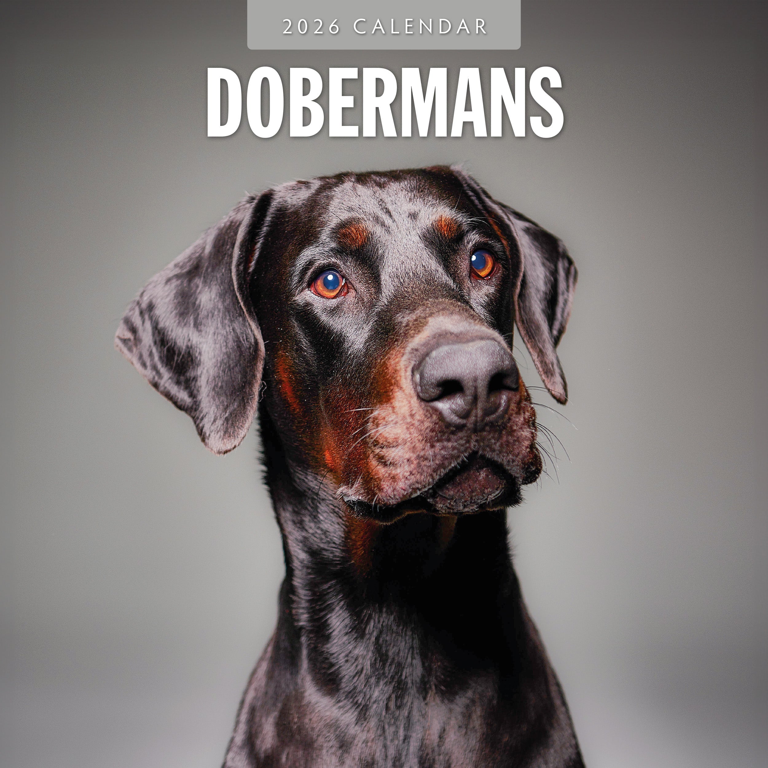 2026 Dobermans - Square Wall Calendar