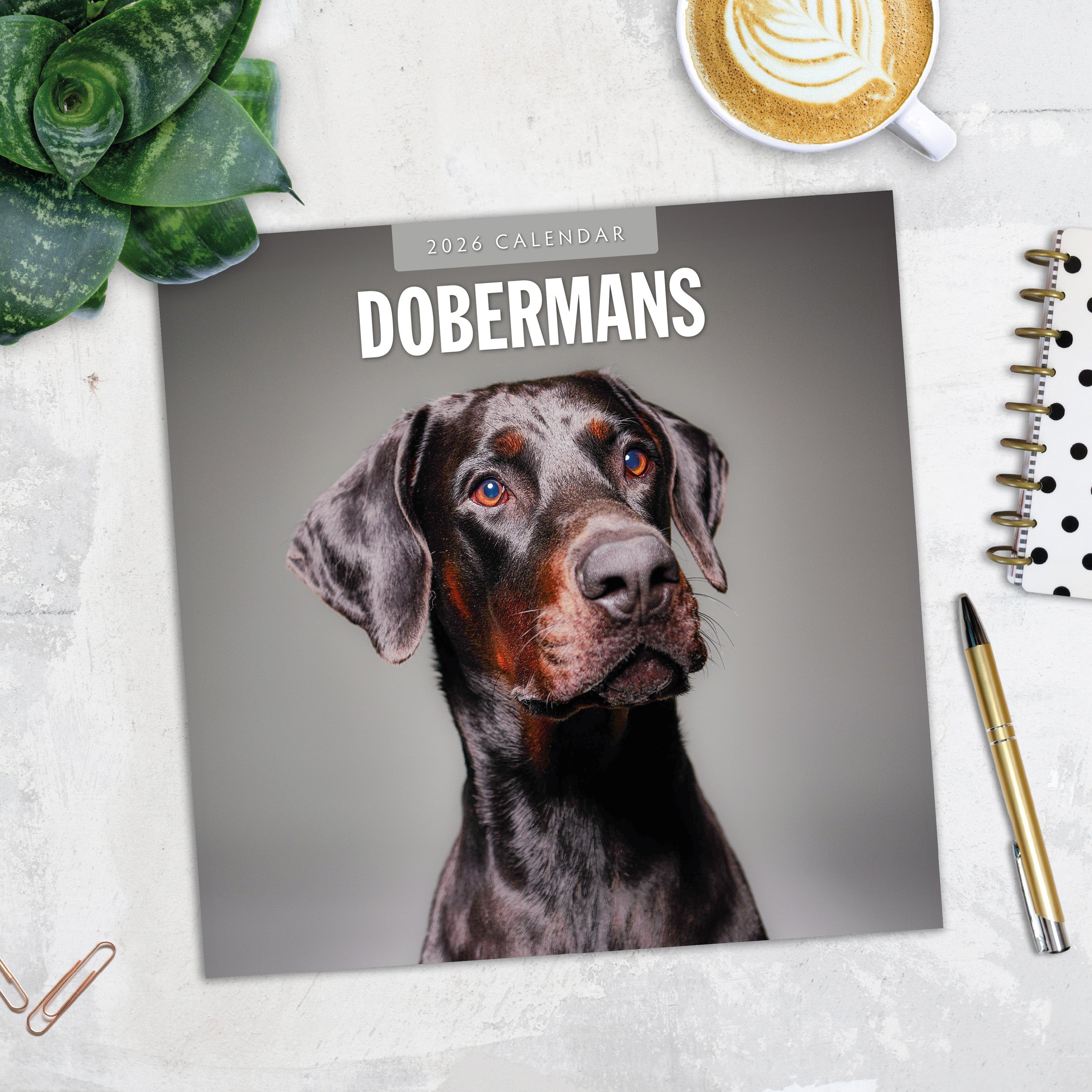 2026 Dobermans - Square Wall Calendar