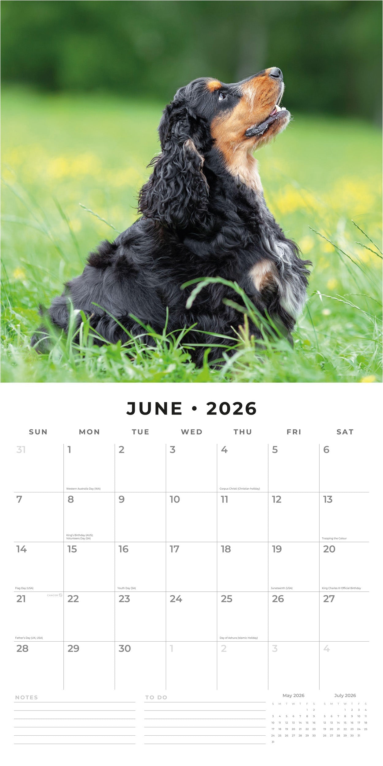 2026 English Cocker Spaniels - Square Wall Calendar
