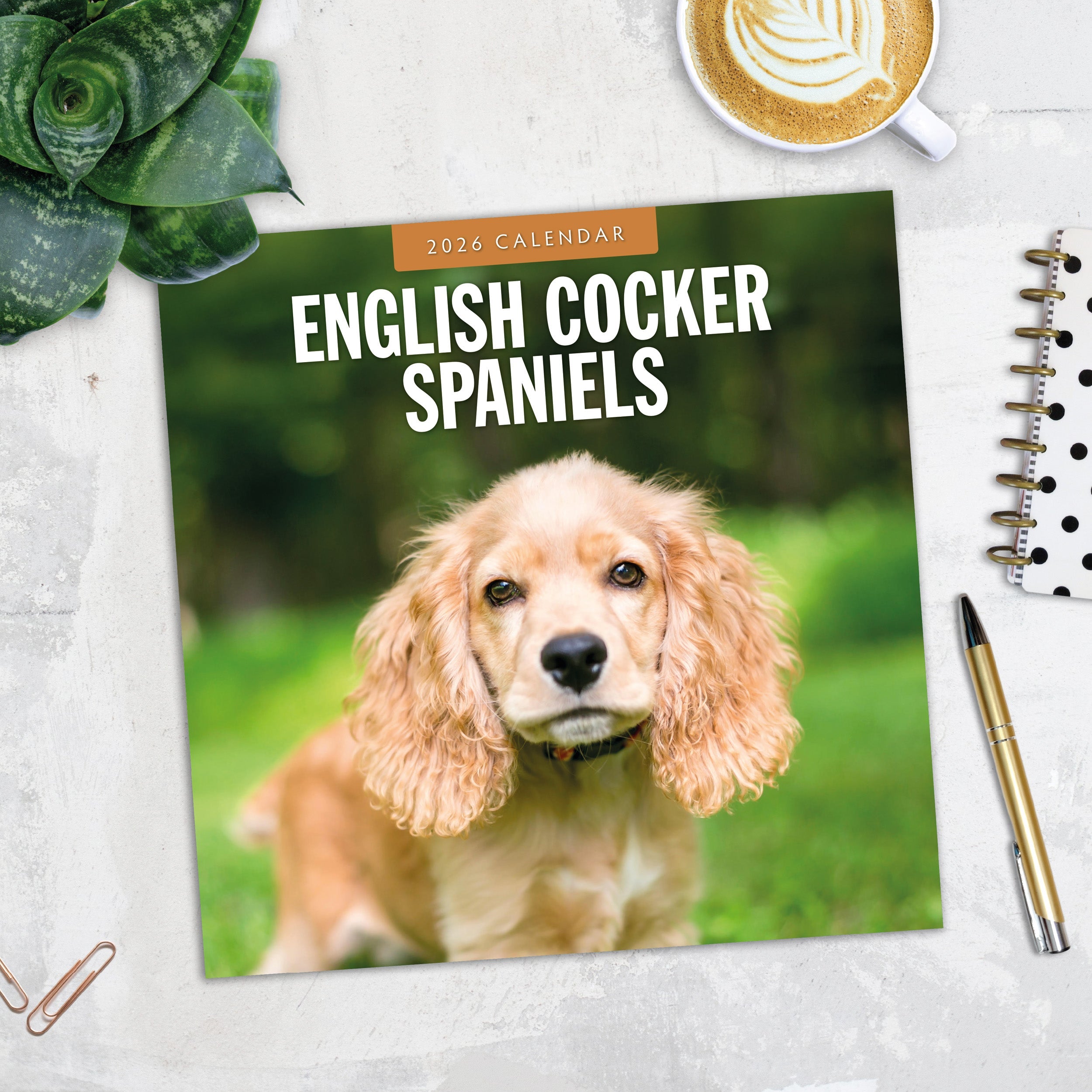 2026 English Cocker Spaniels - Square Wall Calendar