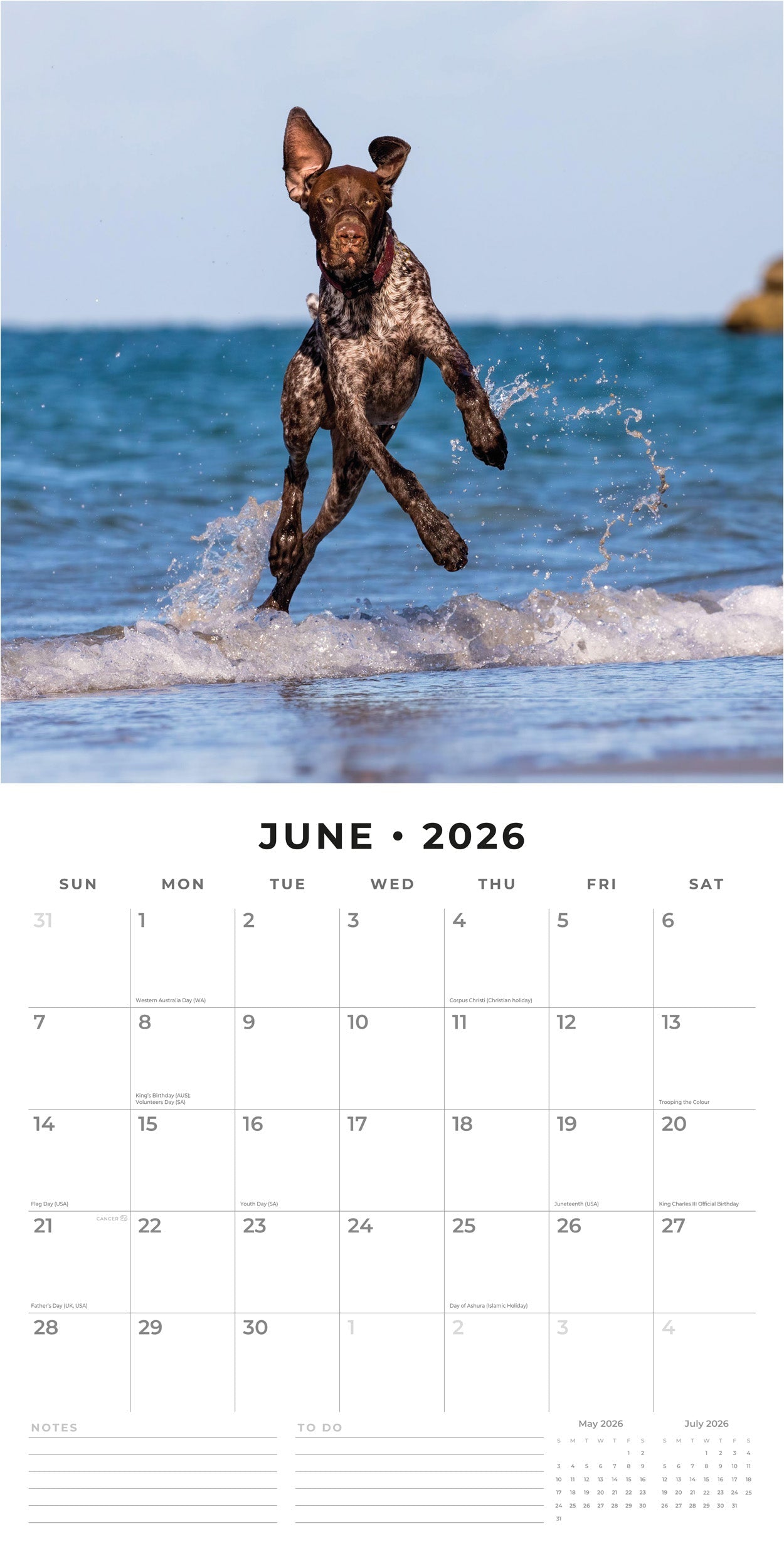2026 German Shorthaired Pointers - Square Wall Calendar