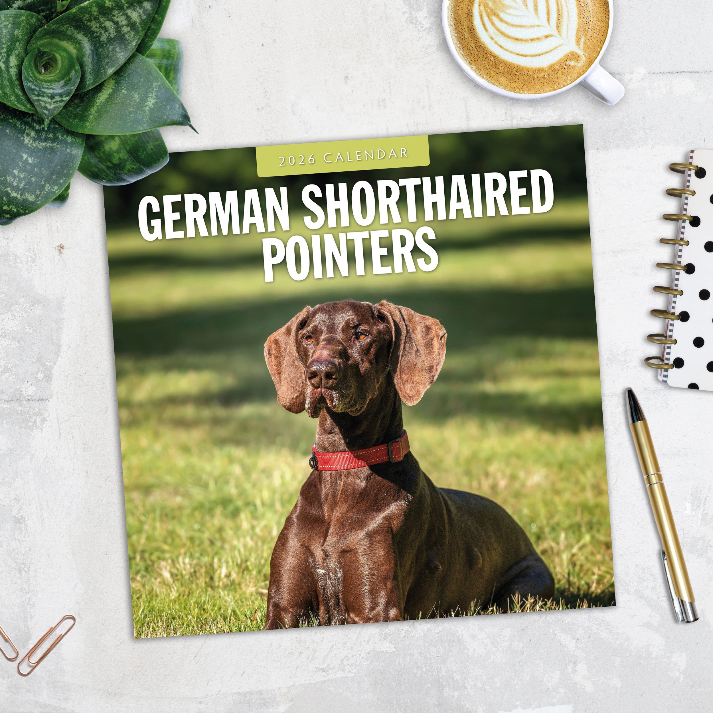 2026 German Shorthaired Pointers - Square Wall Calendar