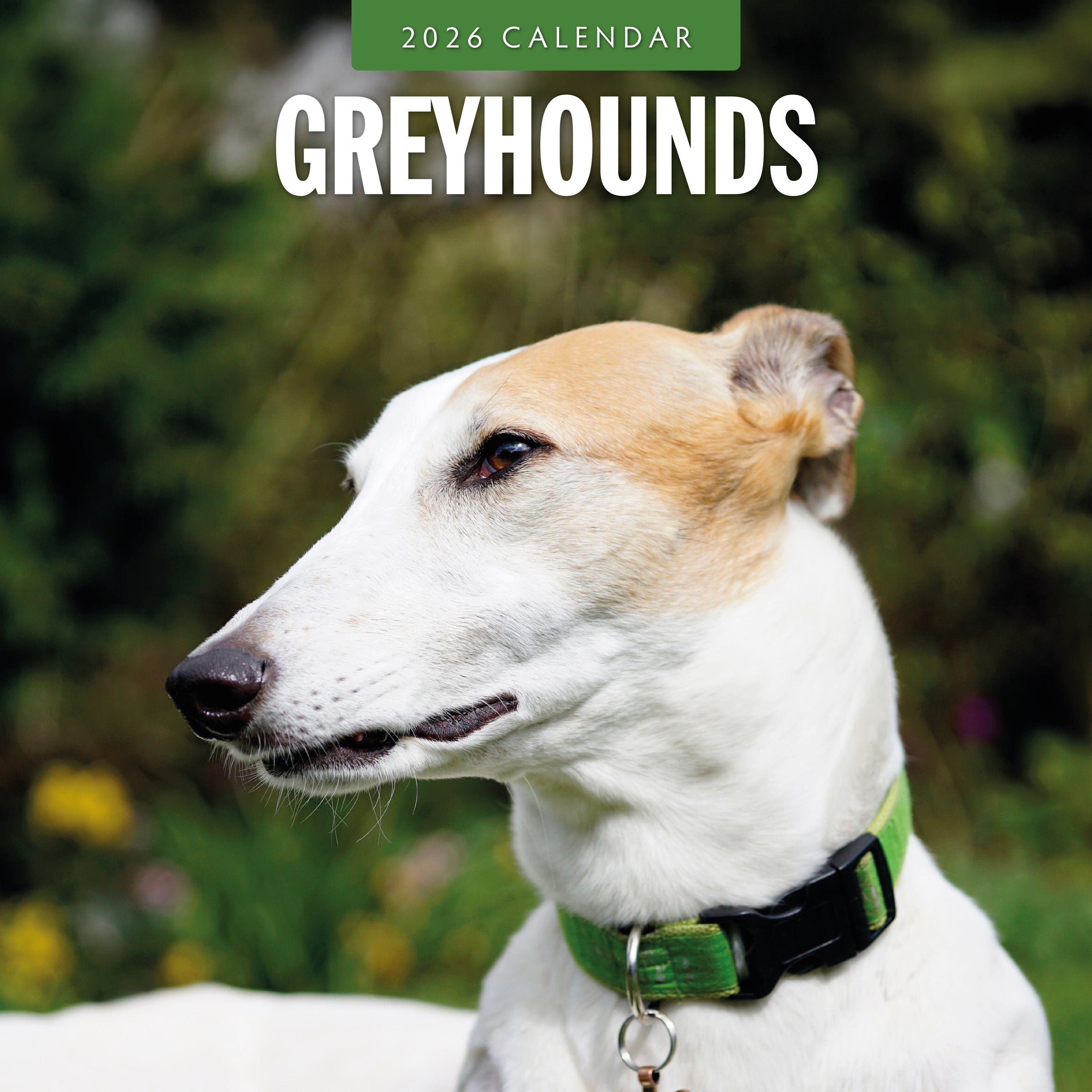 2026 Greyhounds - Square Wall Calendar