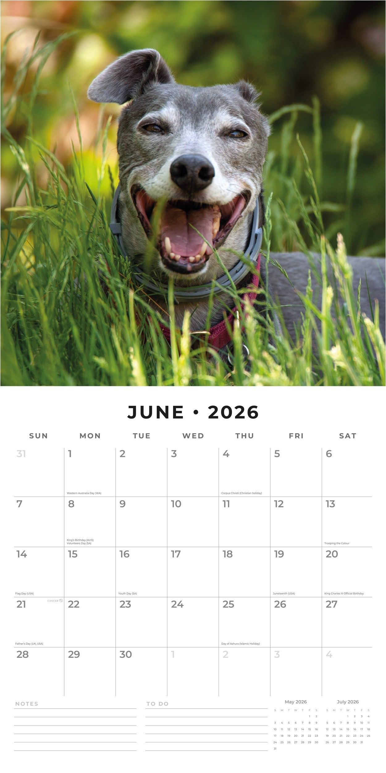 2026 Greyhounds - Square Wall Calendar