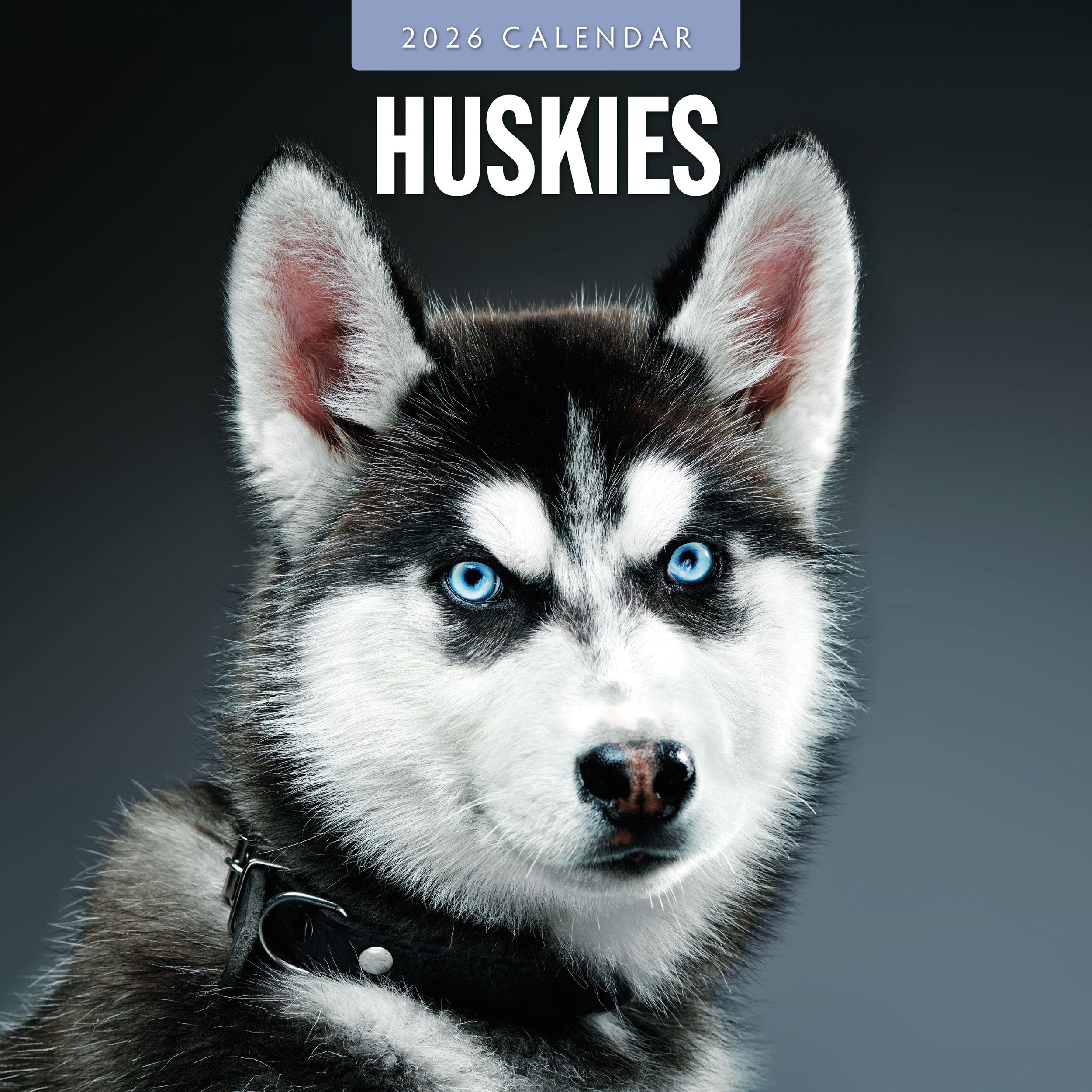 2026 Huskies - Square Wall Calendar