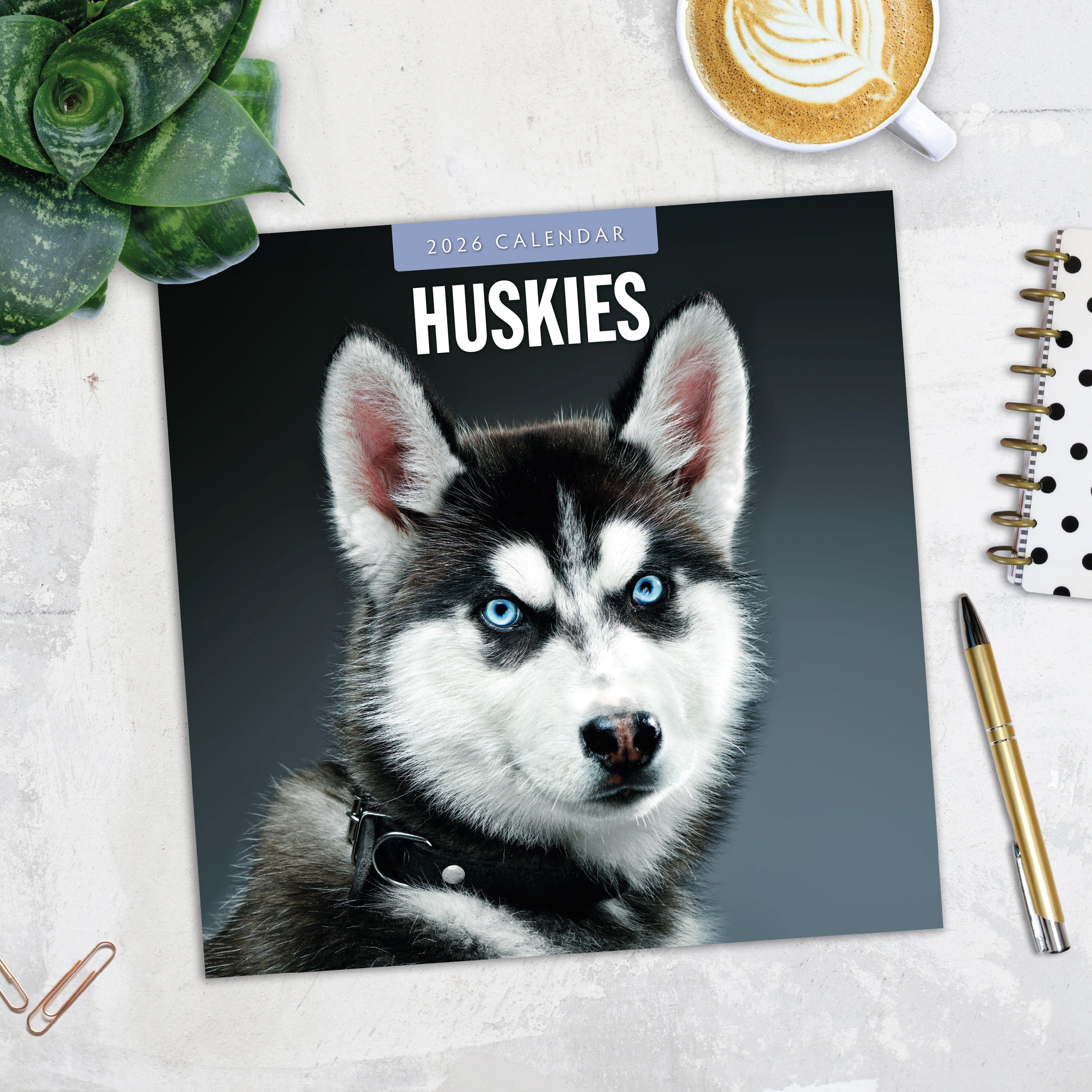 2026 Huskies - Square Wall Calendar