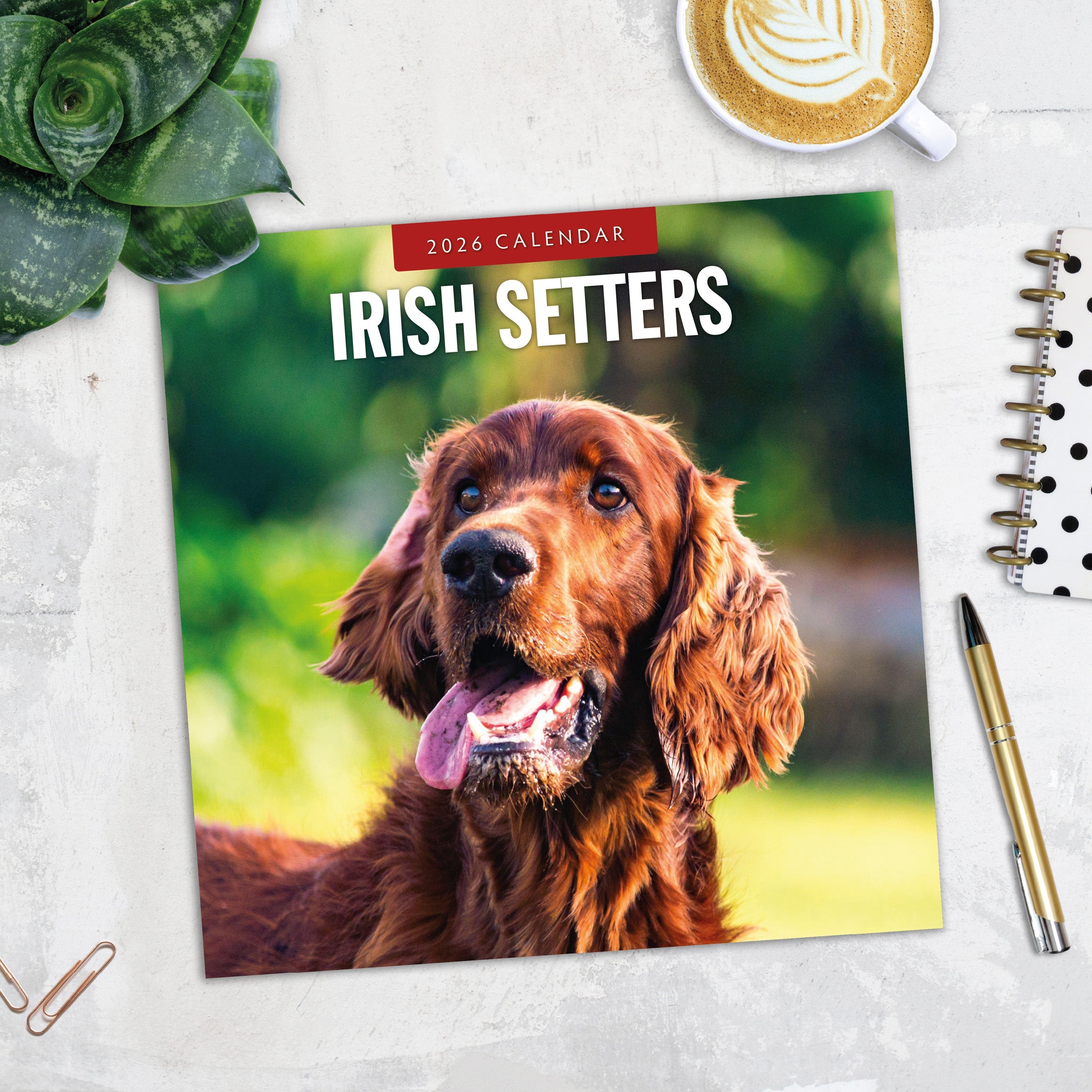 2026 Irish Setters - Square Wall Calendar