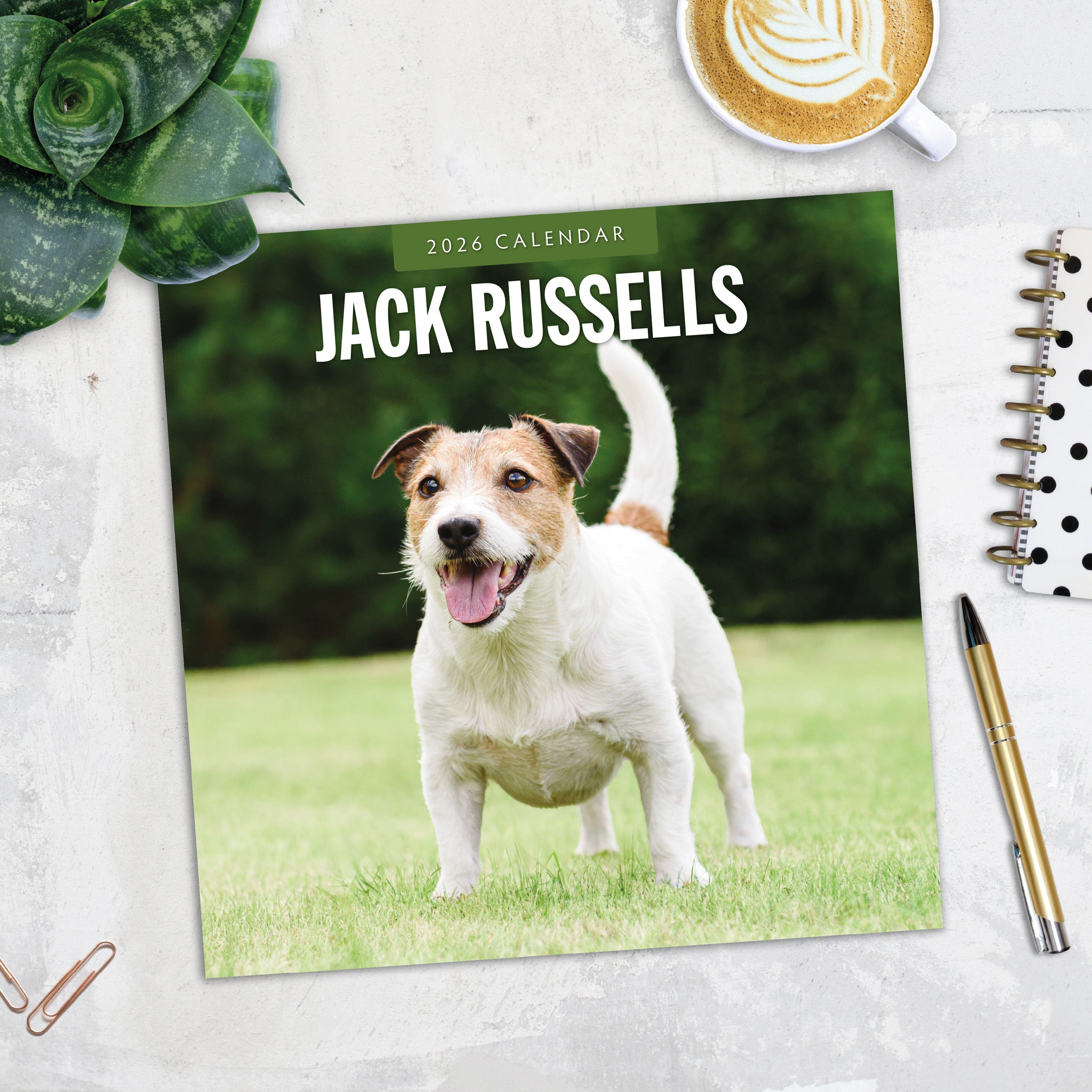 2026 Jack Russells - Square Wall Calendar