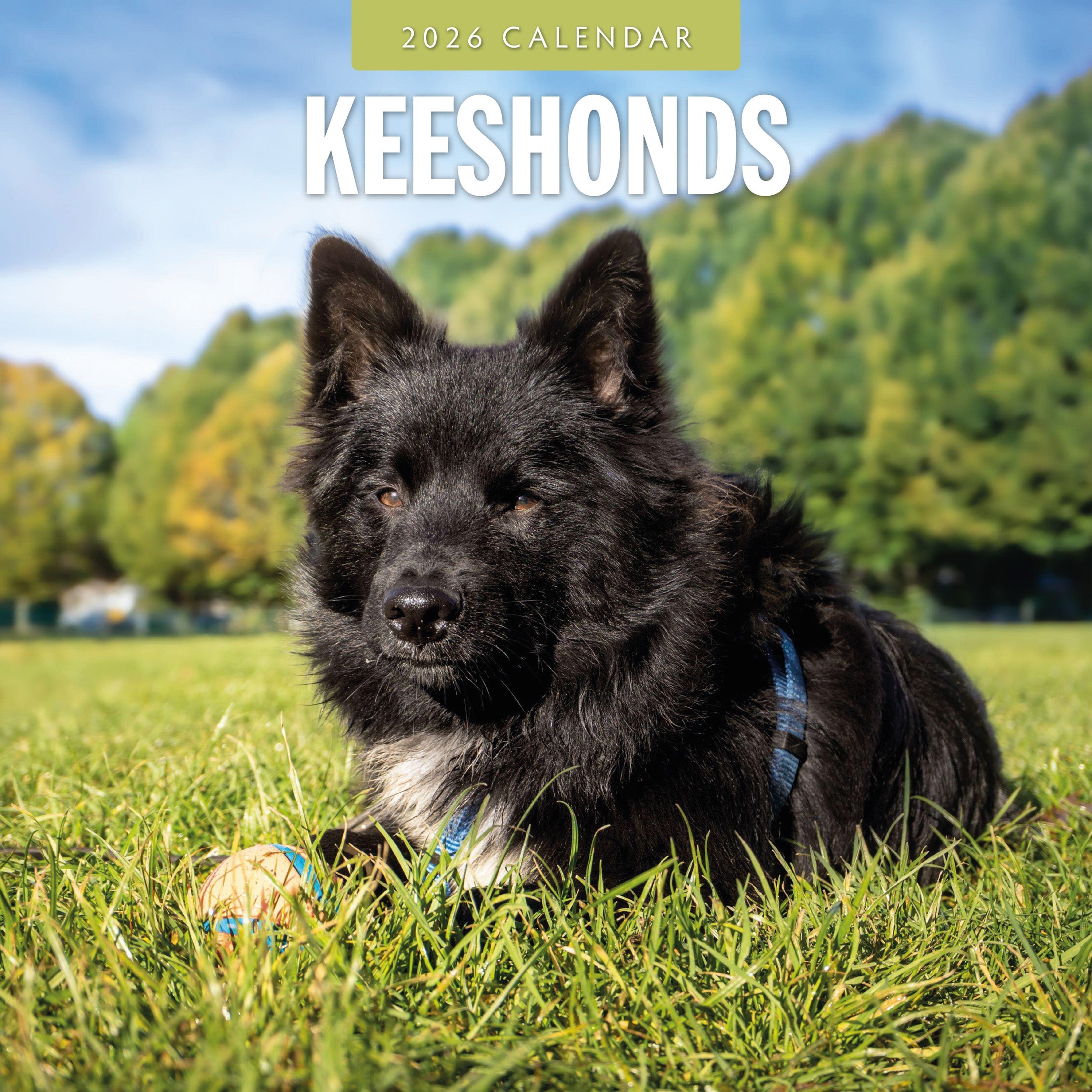 2026 Keeshonds - Square Wall Calendar