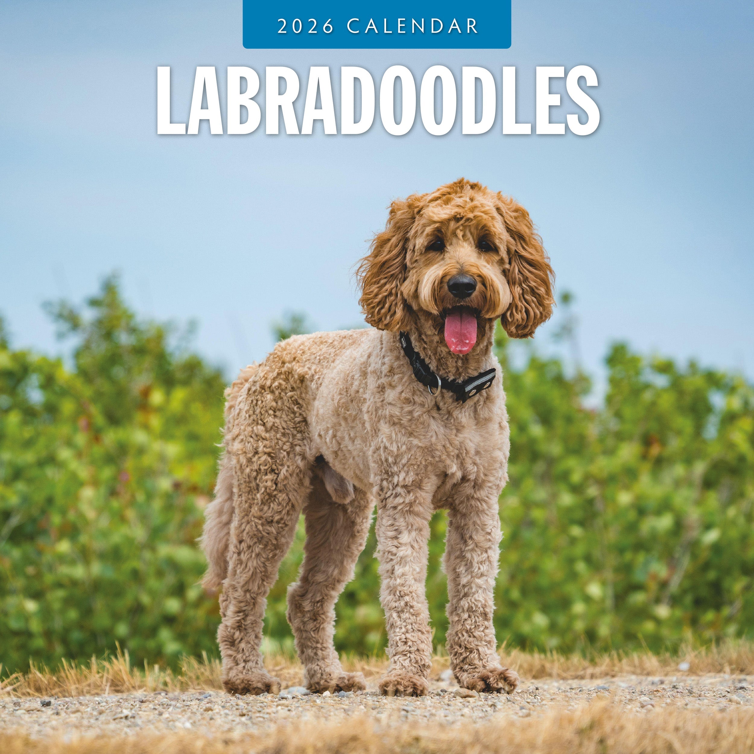 2026 Labradoodles - Square Wall Calendar