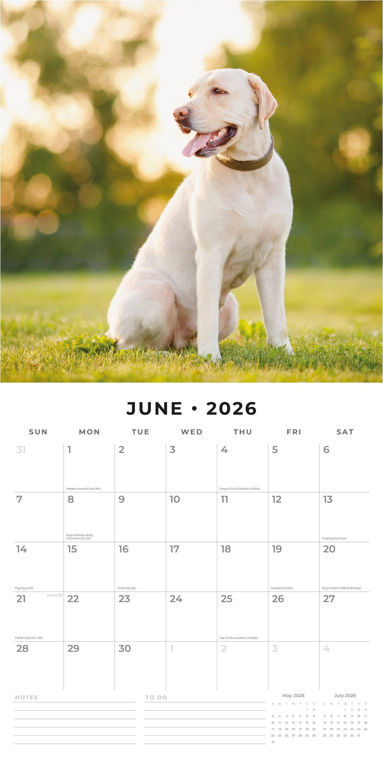 2026 Labradors - Square Wall Calendar