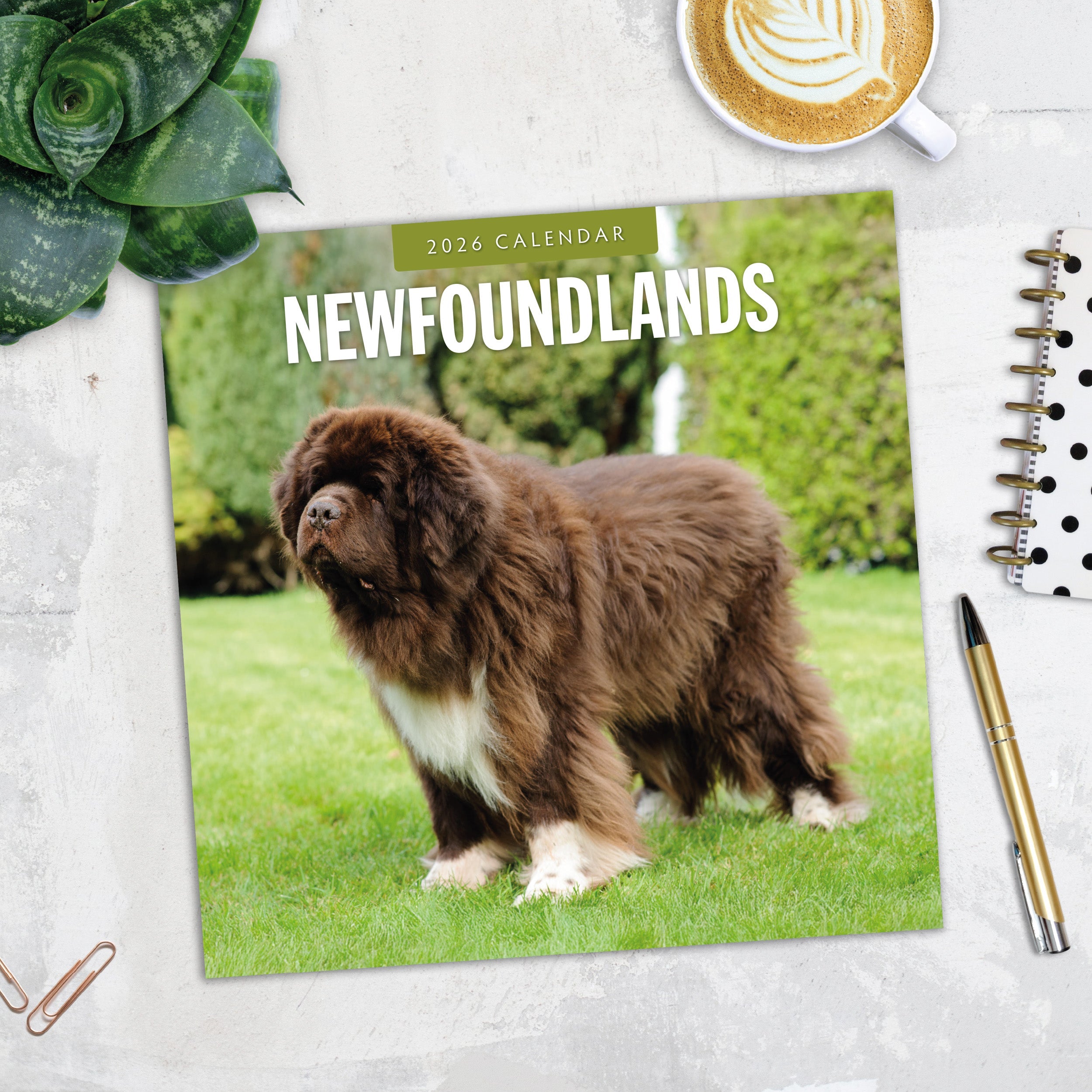 2026 Newfoundlands - Square Wall Calendar