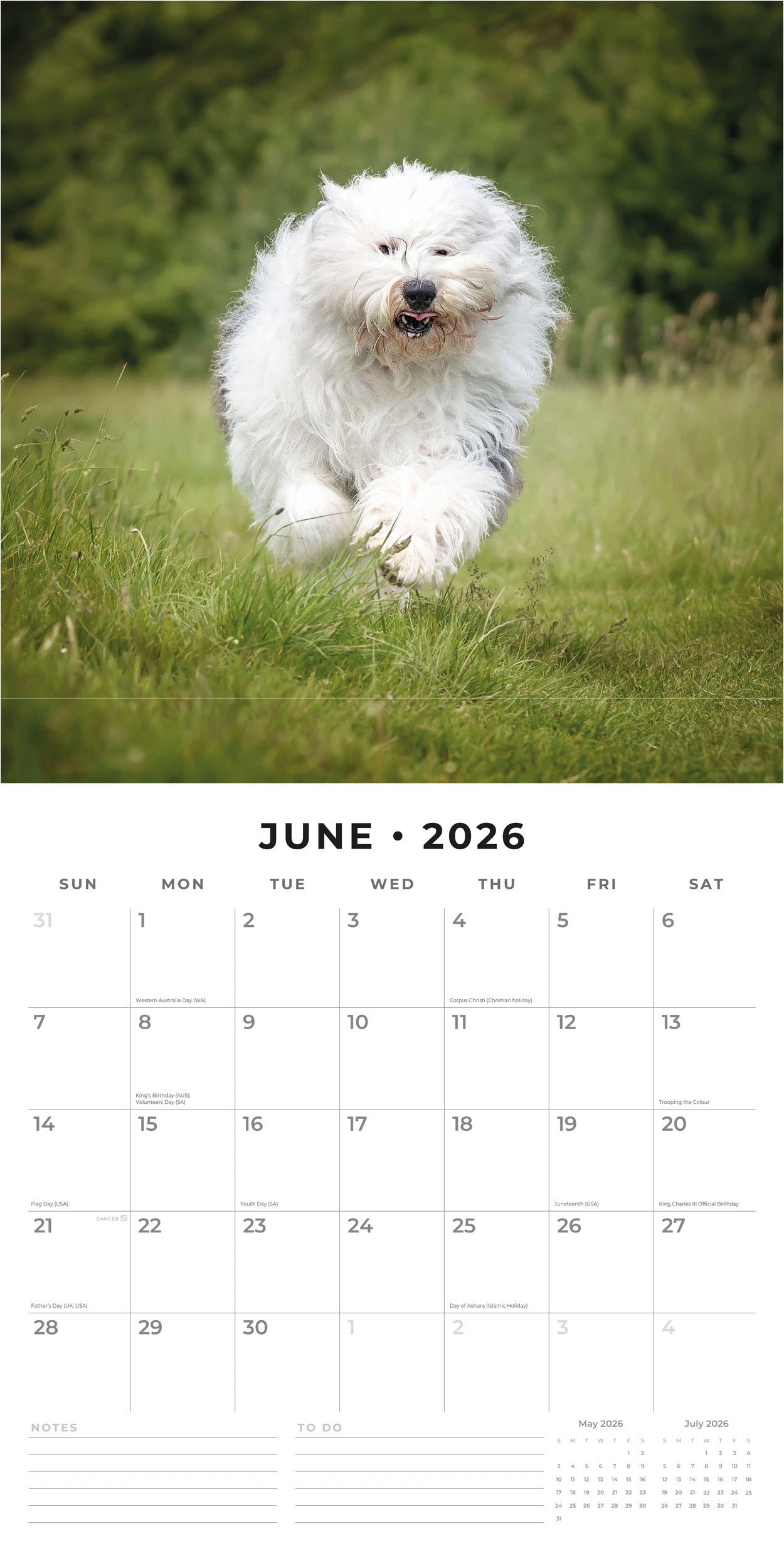 2026 Old English Sheepdogs - Square Wall Calendar