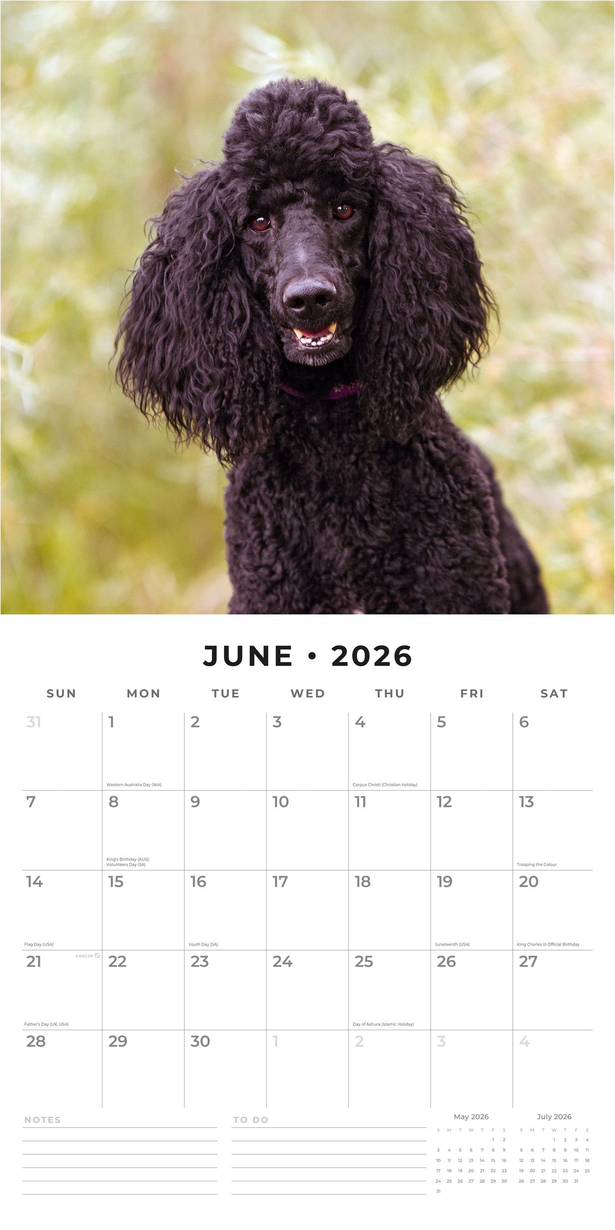 2026 Poodles - Square Wall Calendar