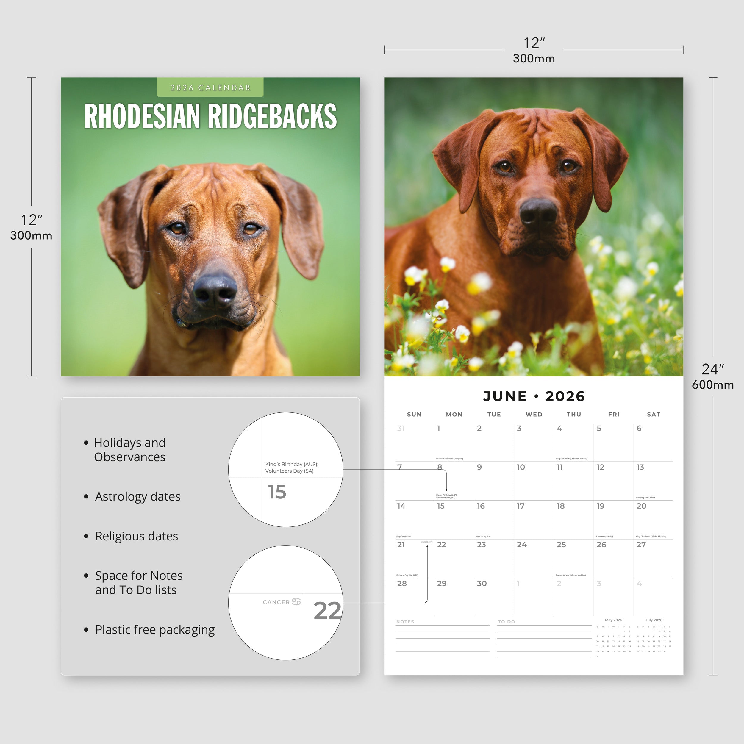 2026 Rhodesian Ridgebacks - Square Wall Calendar