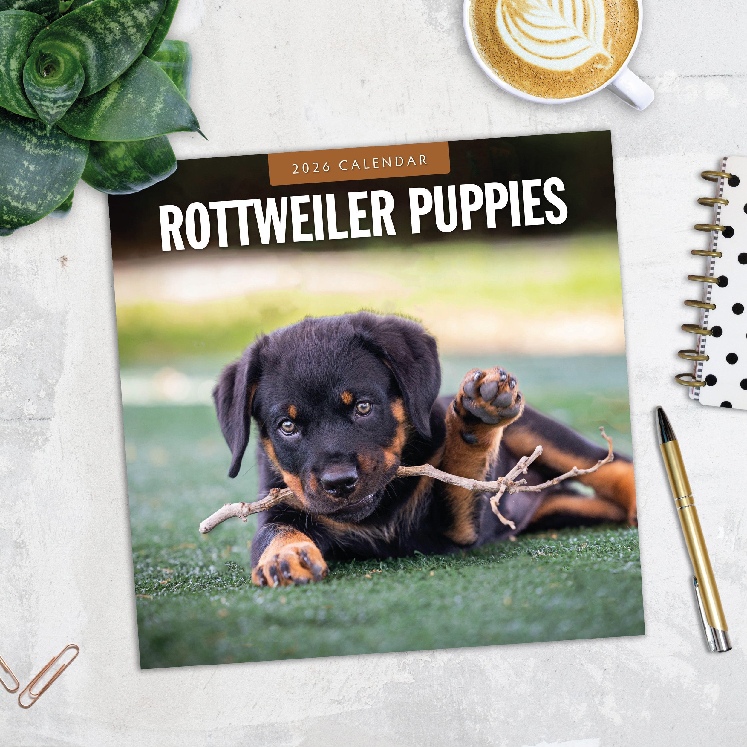 2026 Rottweiler Puppies - Square Wall Calendar