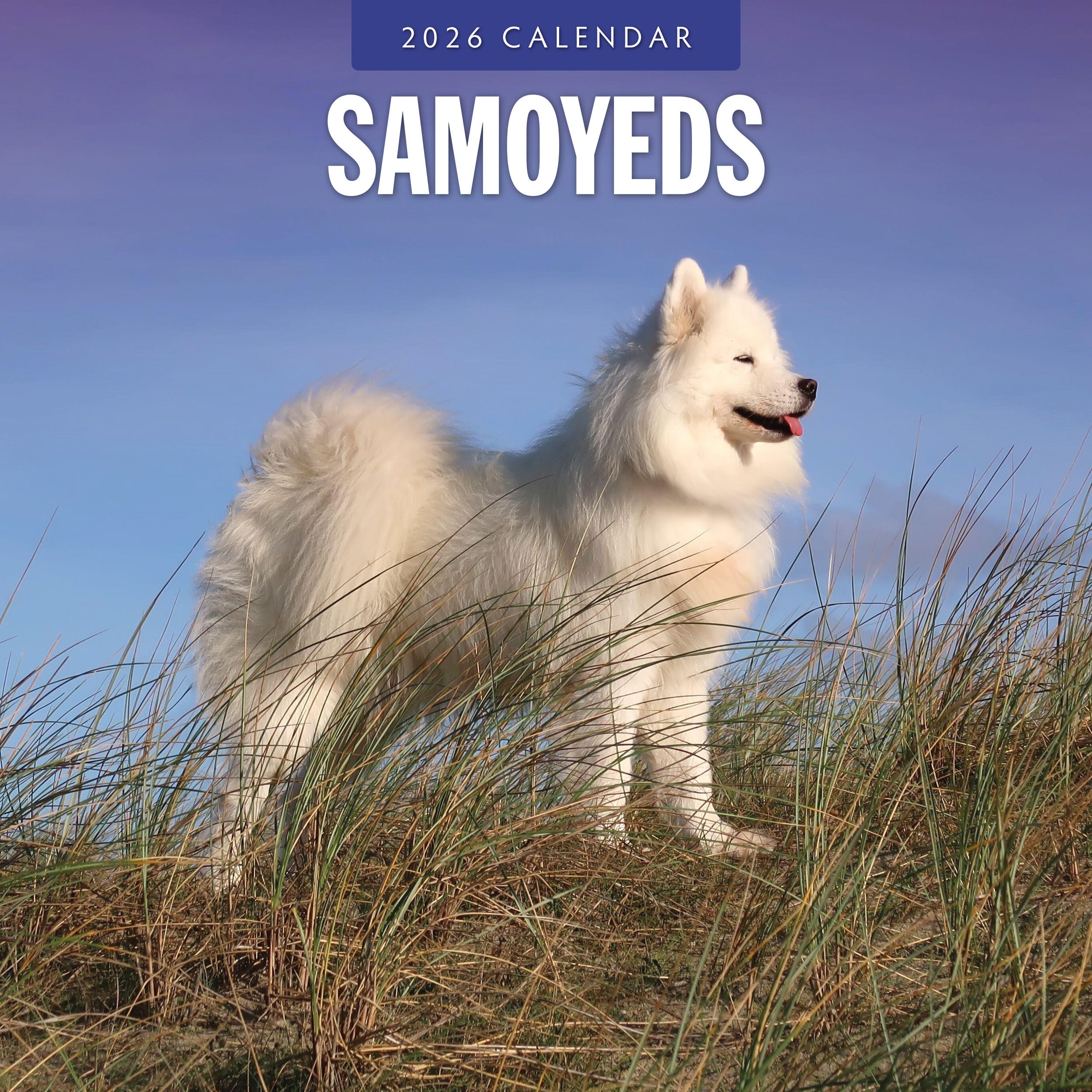 2026 Samoyeds - Square Wall Calendar