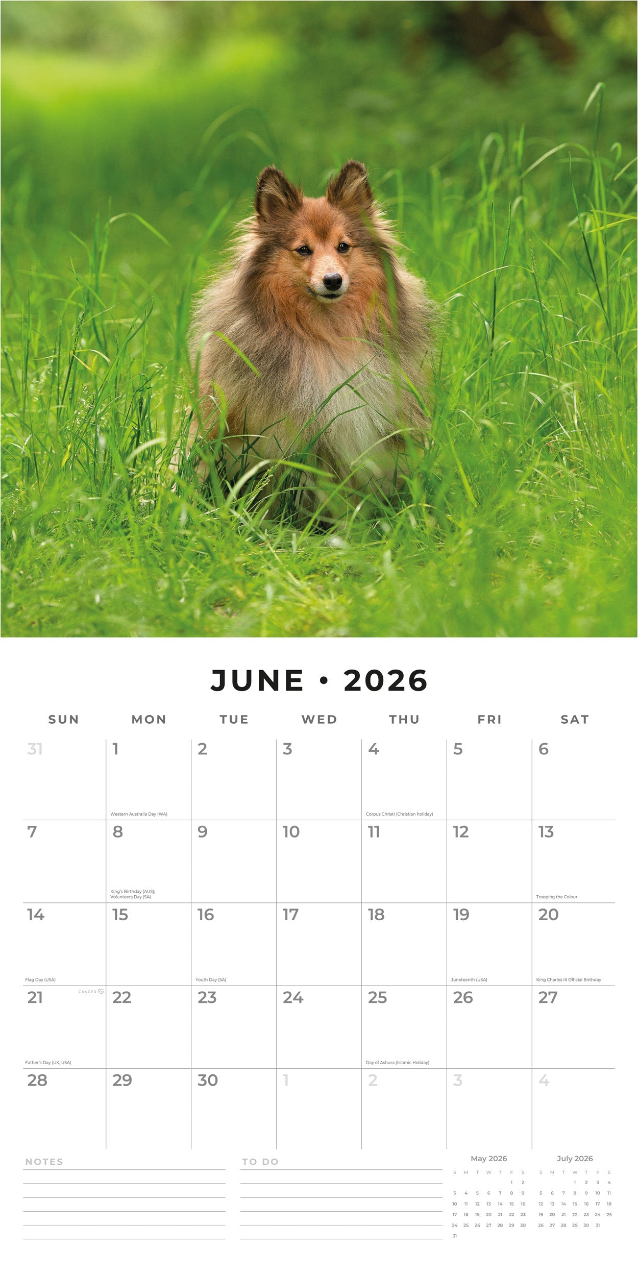 2026 Shetland Sheepdogs - Square Wall Calendar