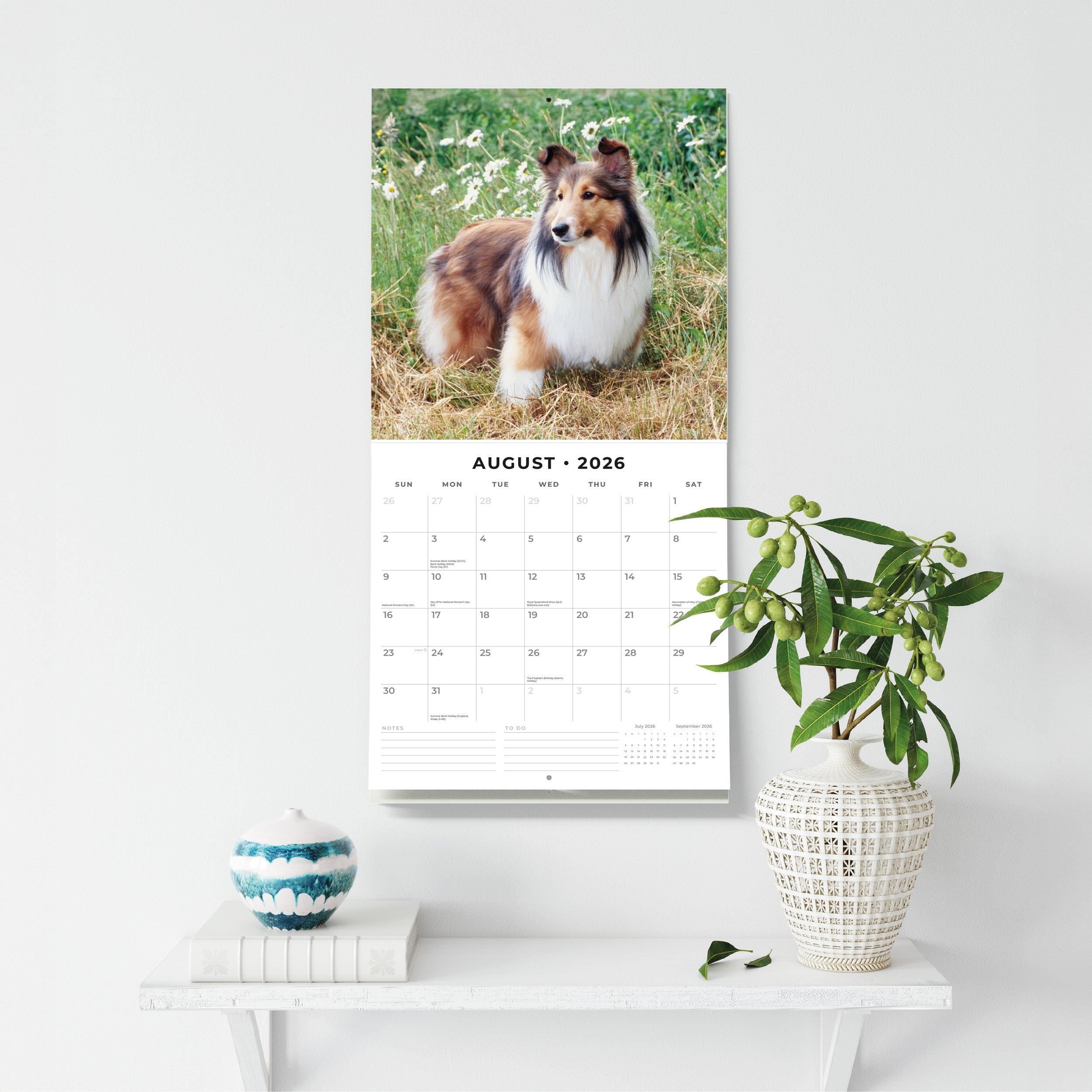 2026 Shetland Sheepdogs - Square Wall Calendar