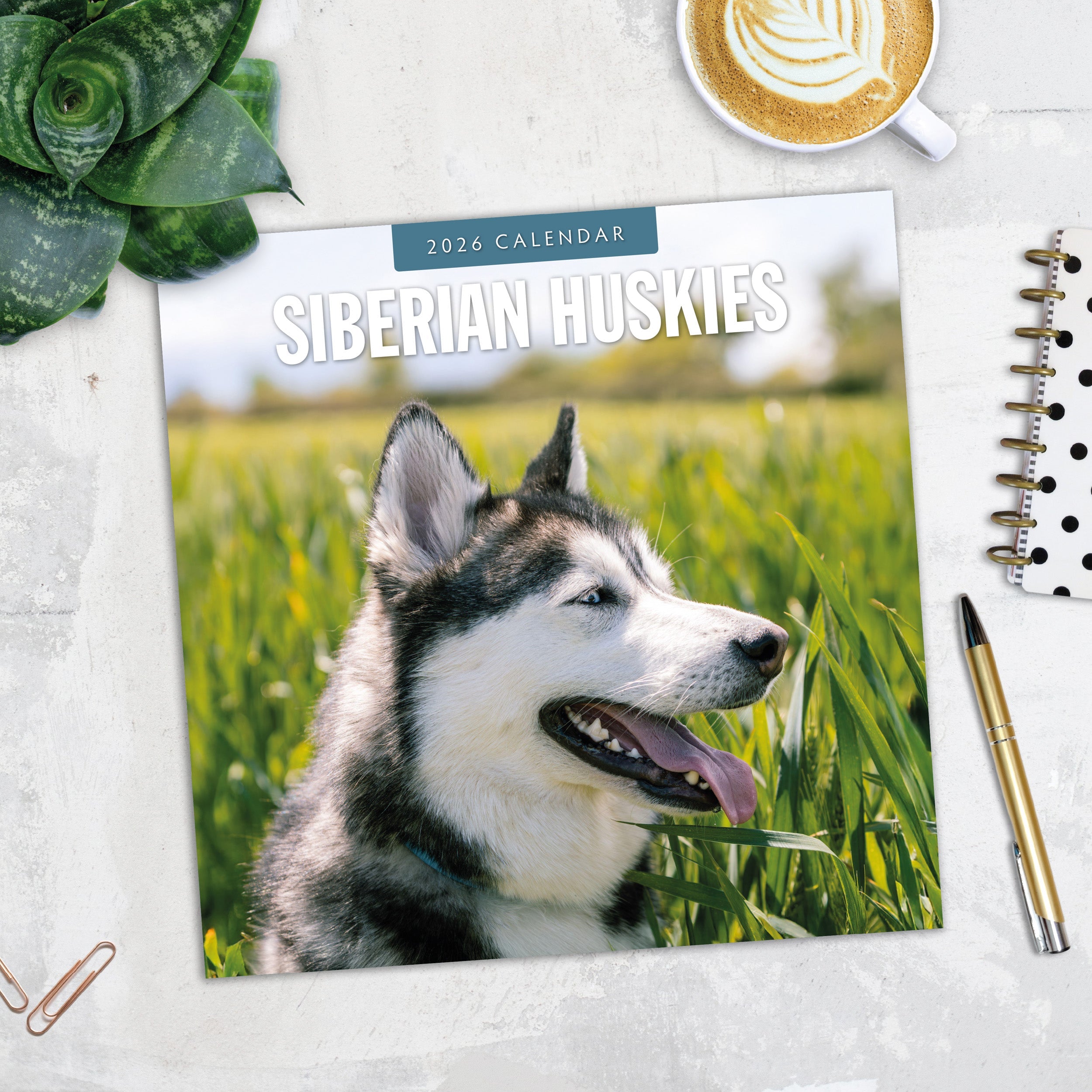 2026 Siberian Huskies - Square Wall Calendar